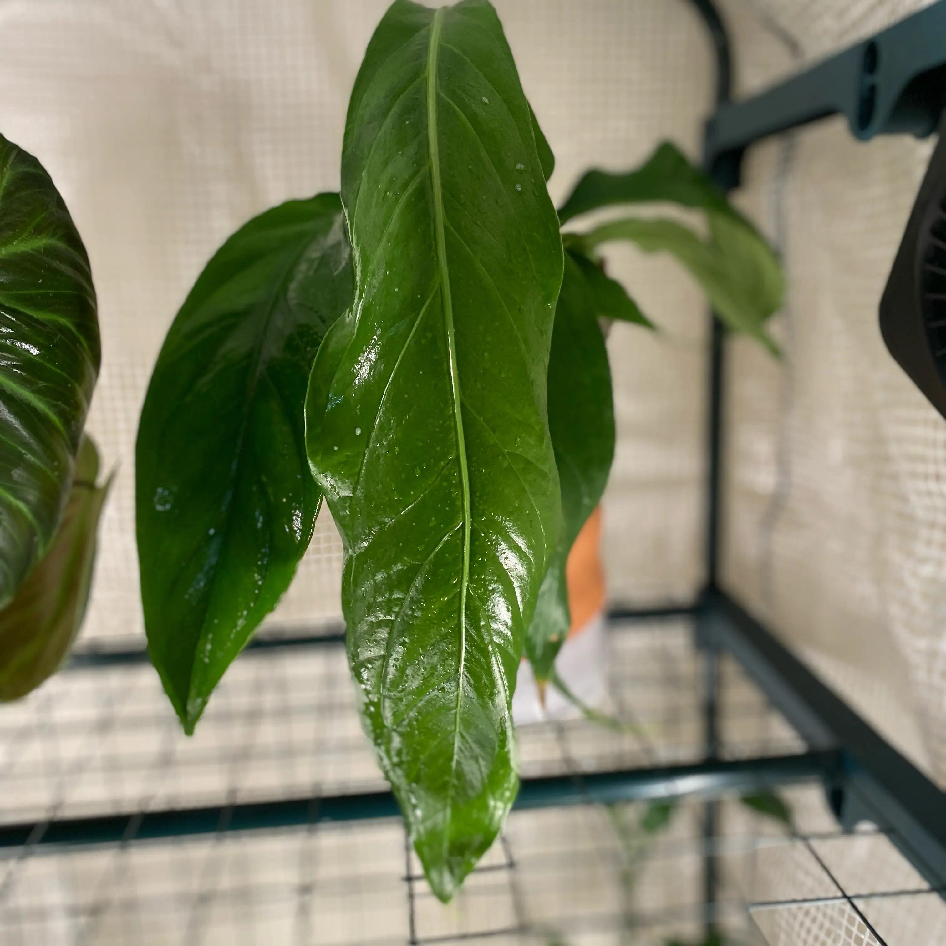 Photo of the plant species Anthurium cubense by @HiItsMeMar named Anthurium Billy on Greg, the plant care app
