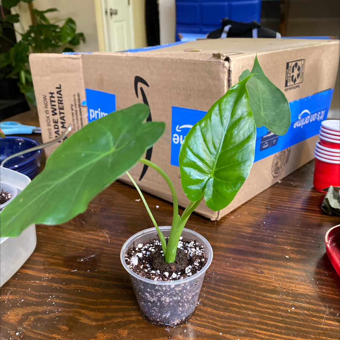 Photo of the plant species Alocasia Metalhead by @HiItsMeMar named Alocasia Metalhead on Greg, the plant care app