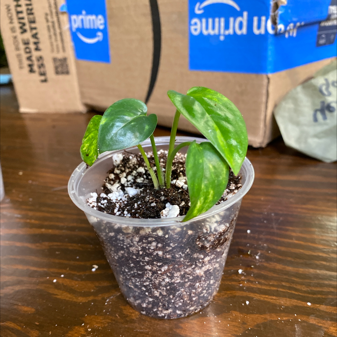 Photo of the plant species Aurea Epipremnum Pinnatum by @HiItsMeMar named Epipremnum Sutra on Greg, the plant care app