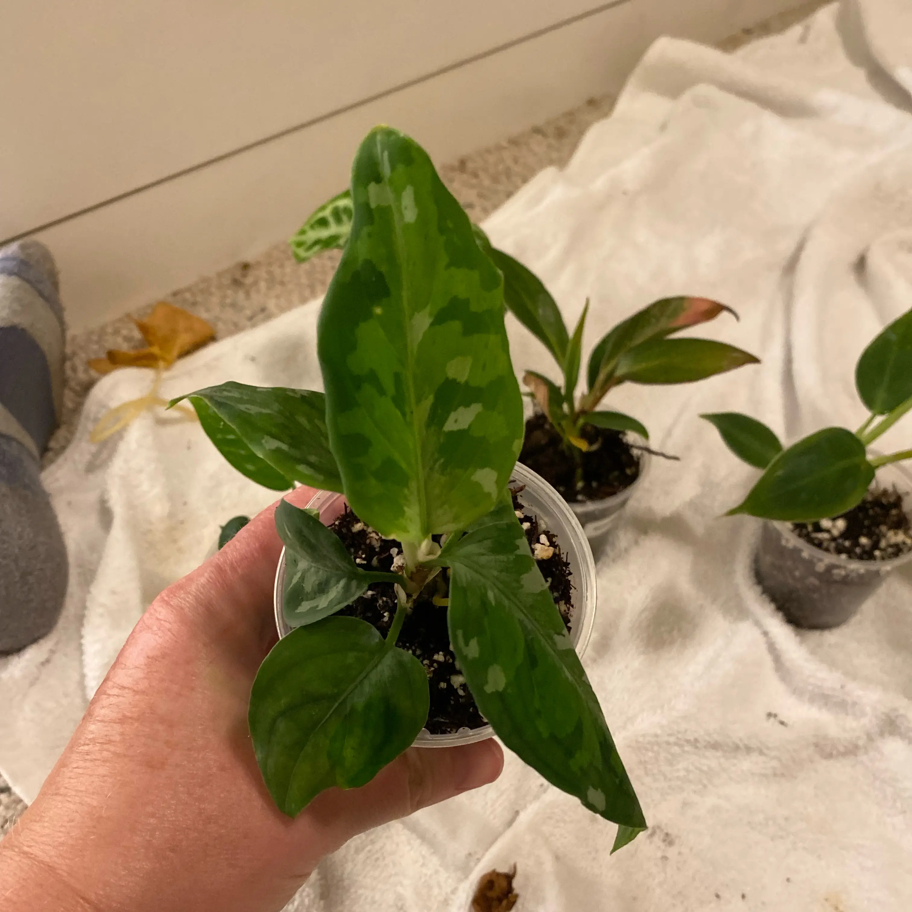 Photo of the plant species Max Tricolor Aglaonema by @HiItsMeMar named Aglaonema Max Tricolor on Greg, the plant care app