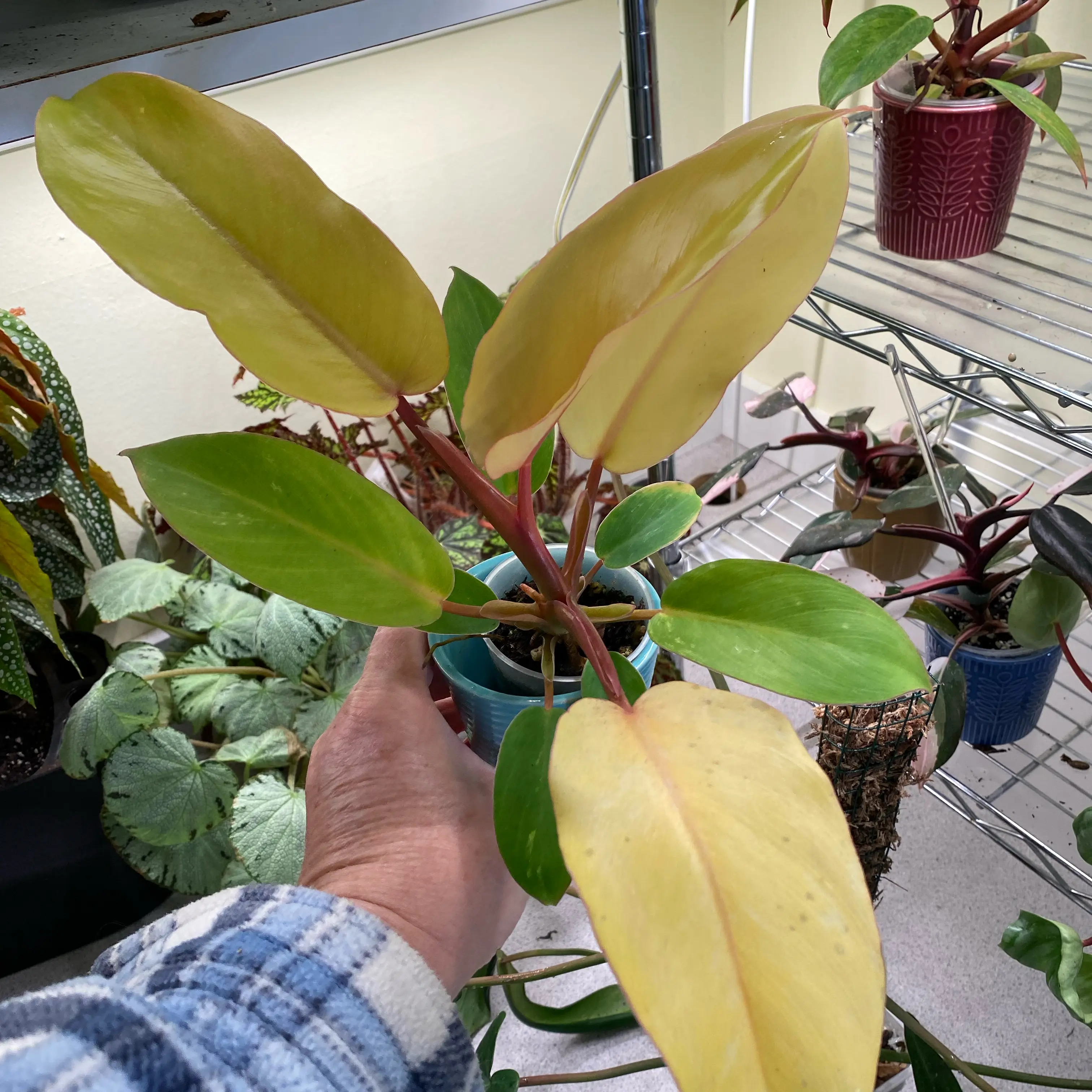 Photo of the plant species Jungle Fever Green by @HiItsMeMar named Philodendron Jungle Fever on Greg, the plant care app