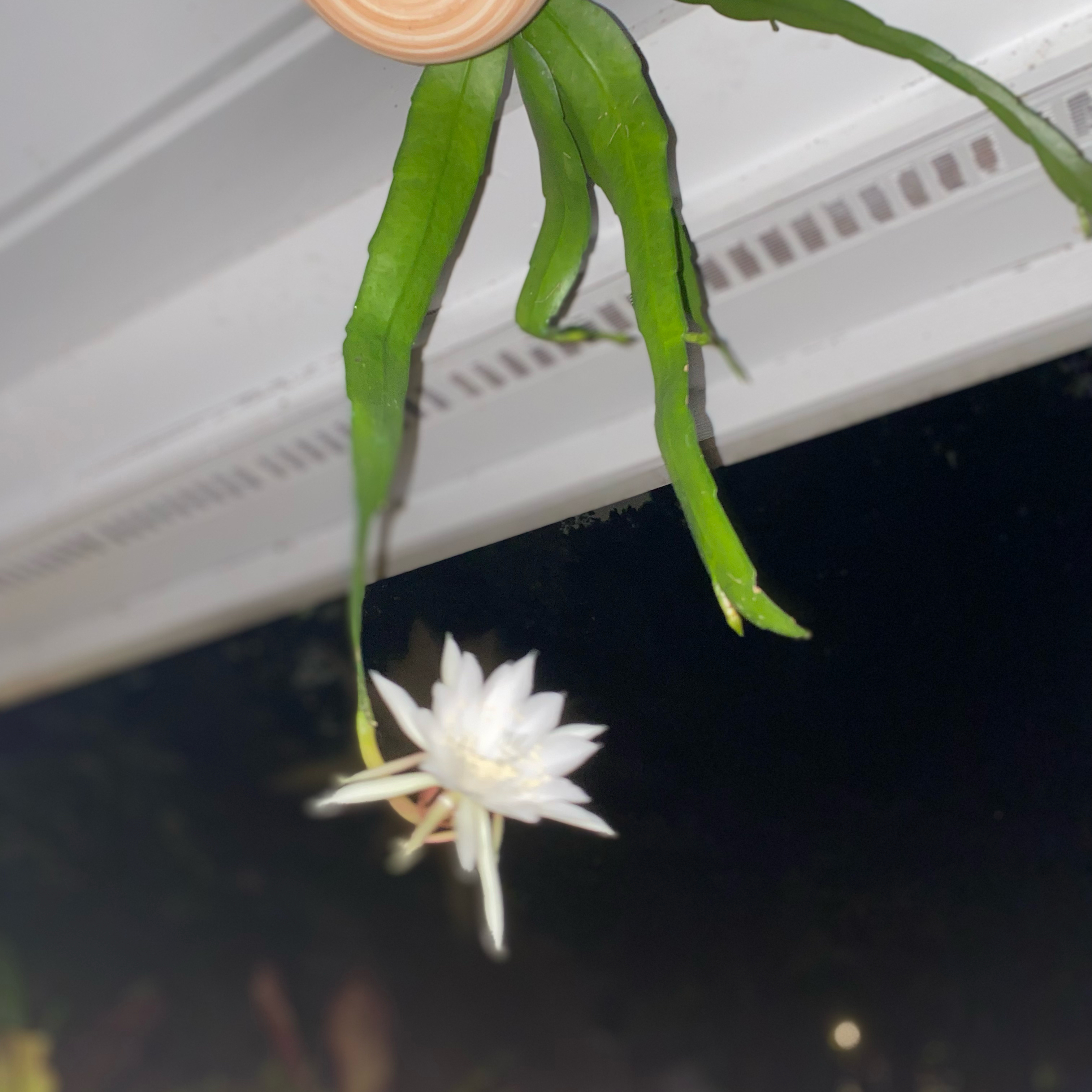 Photo of the plant species Orchid Cactus by @HiItsMeMar named Cactus Epiphyllum pumilu on Greg, the plant care app