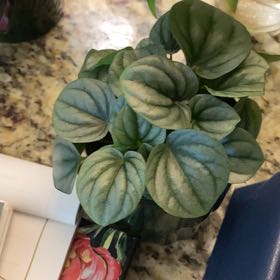 Photo of the plant species Moonlight Peperomia by @HiItsMeMar named Peperomia Moonlight on Greg, the plant care app