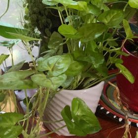Photo of the plant species Syngonium cream alluison by @HiItsMeMar named Syngonium Arrow on Greg, the plant care app