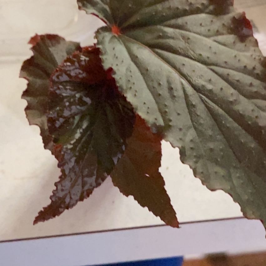 Photo of the plant species Begonia by @HiItsMeMar named Begonia Miss Mummy on Greg, the plant care app