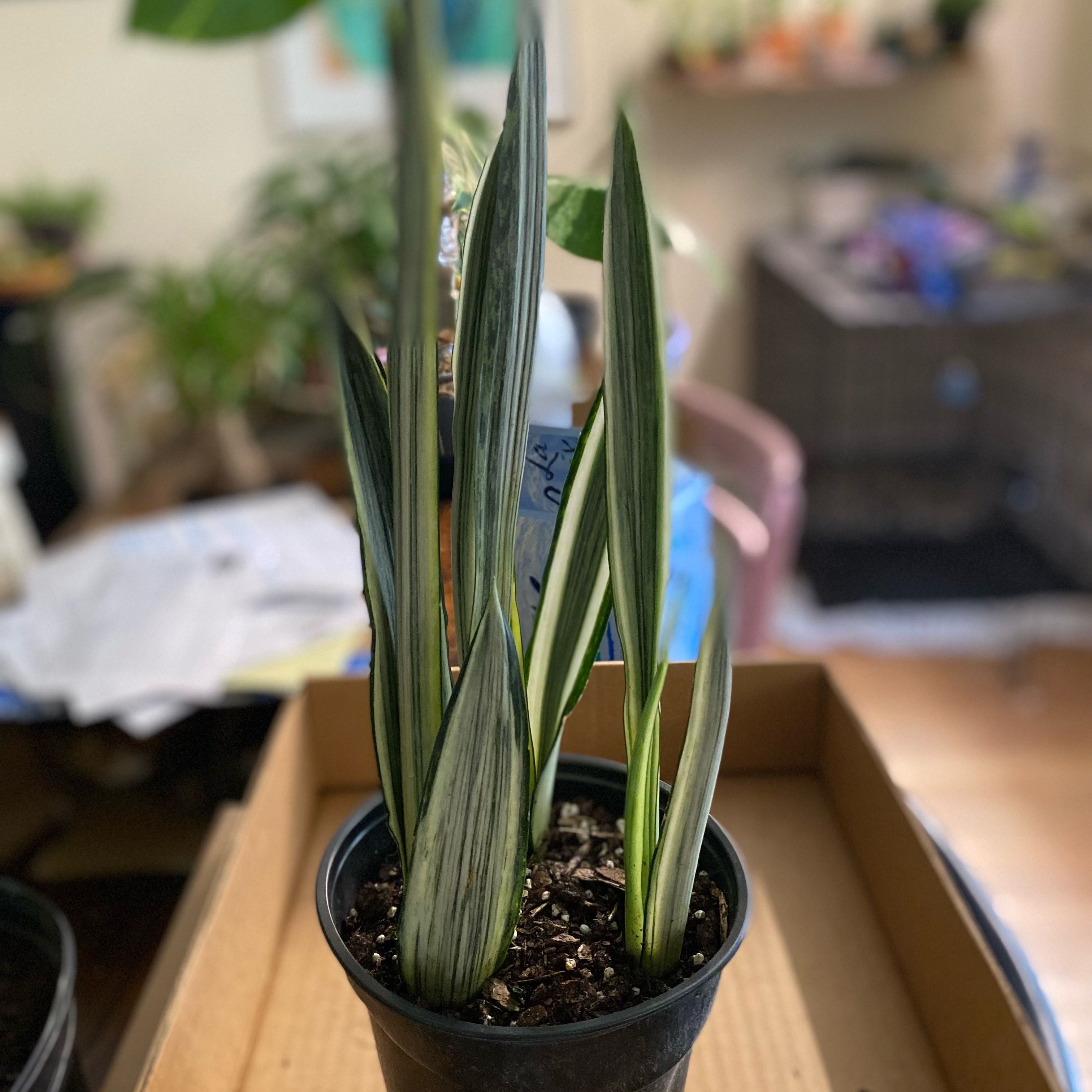 Photo of the plant species Sansevieria 'Bantel's Sensation' by @HiItsMeMar named Kristi on Greg, the plant care app