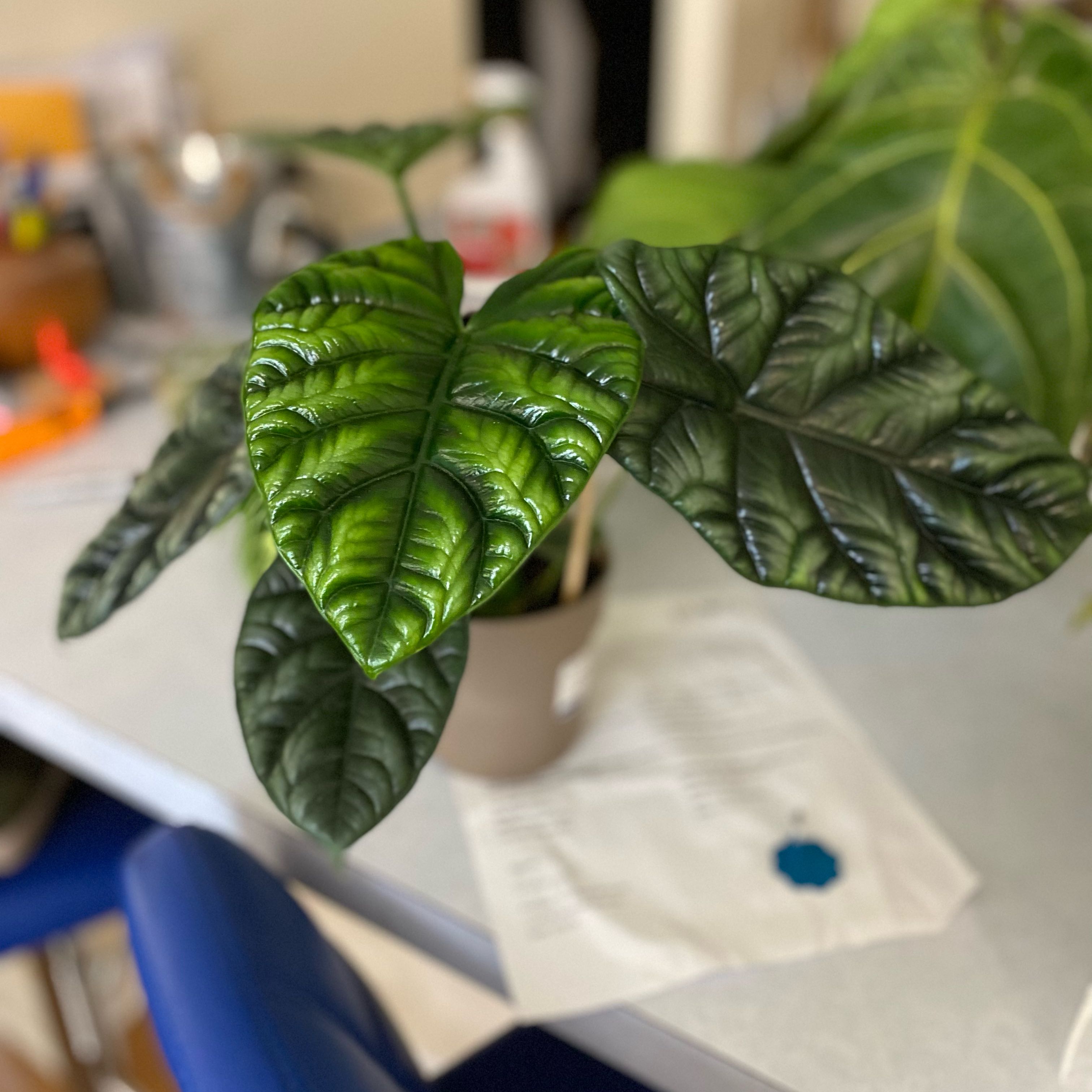 Photo of the plant species Alocasia Rumplestiltskin by @HiItsMeMar named Alocasia Rumplestilskin on Greg, the plant care app