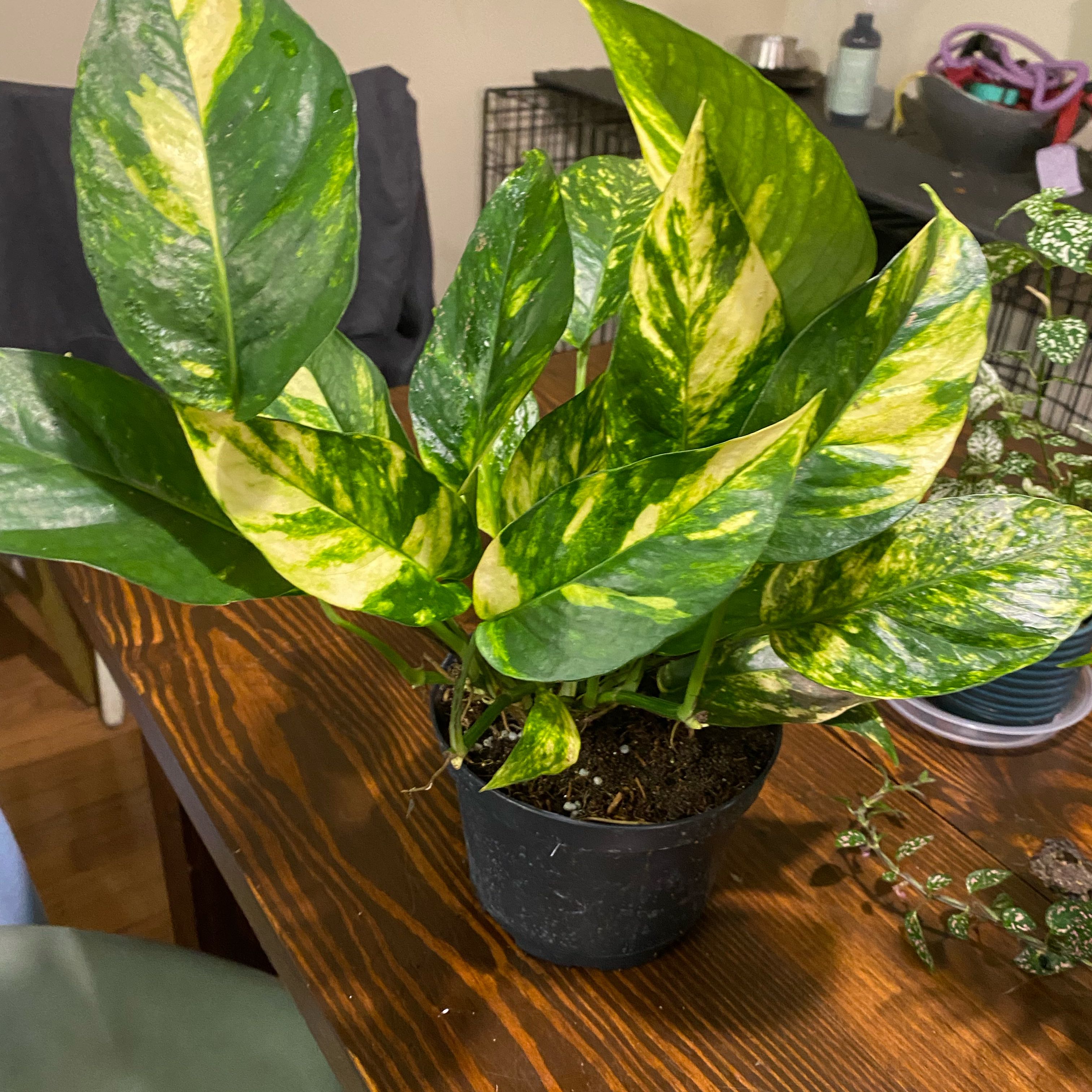 Photo of the plant species Epipremnum 'Sunburst' by @HiItsMeMar named Epipremnum Madonna on Greg, the plant care app