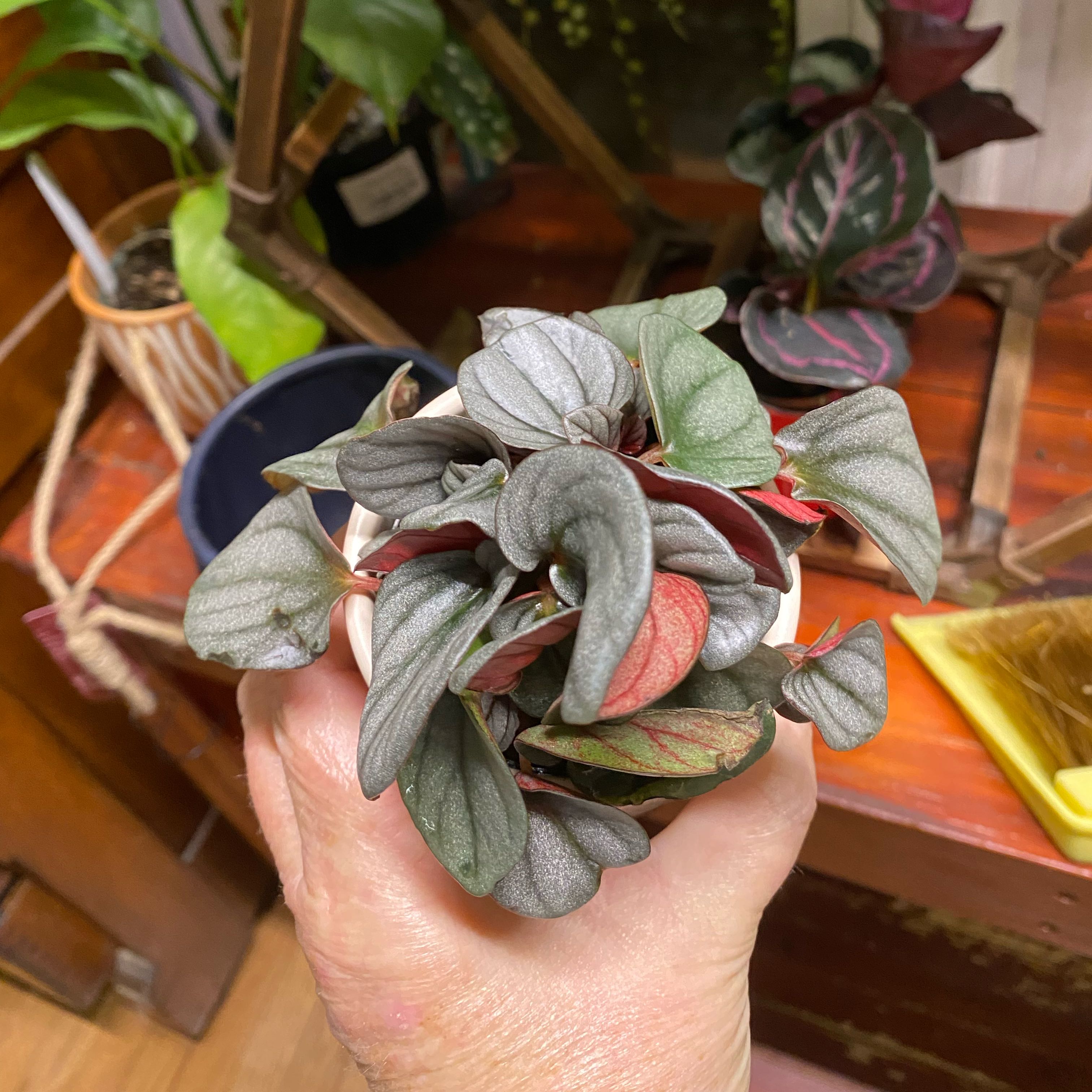 Photo of the plant species Peperomia Sunrise by @HiItsMeMar named Peperomia Harry on Greg, the plant care app