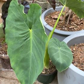 Photo of the plant species Colocasia by @HiItsMeMar named Colocasia Jack’s Giant on Greg, the plant care app