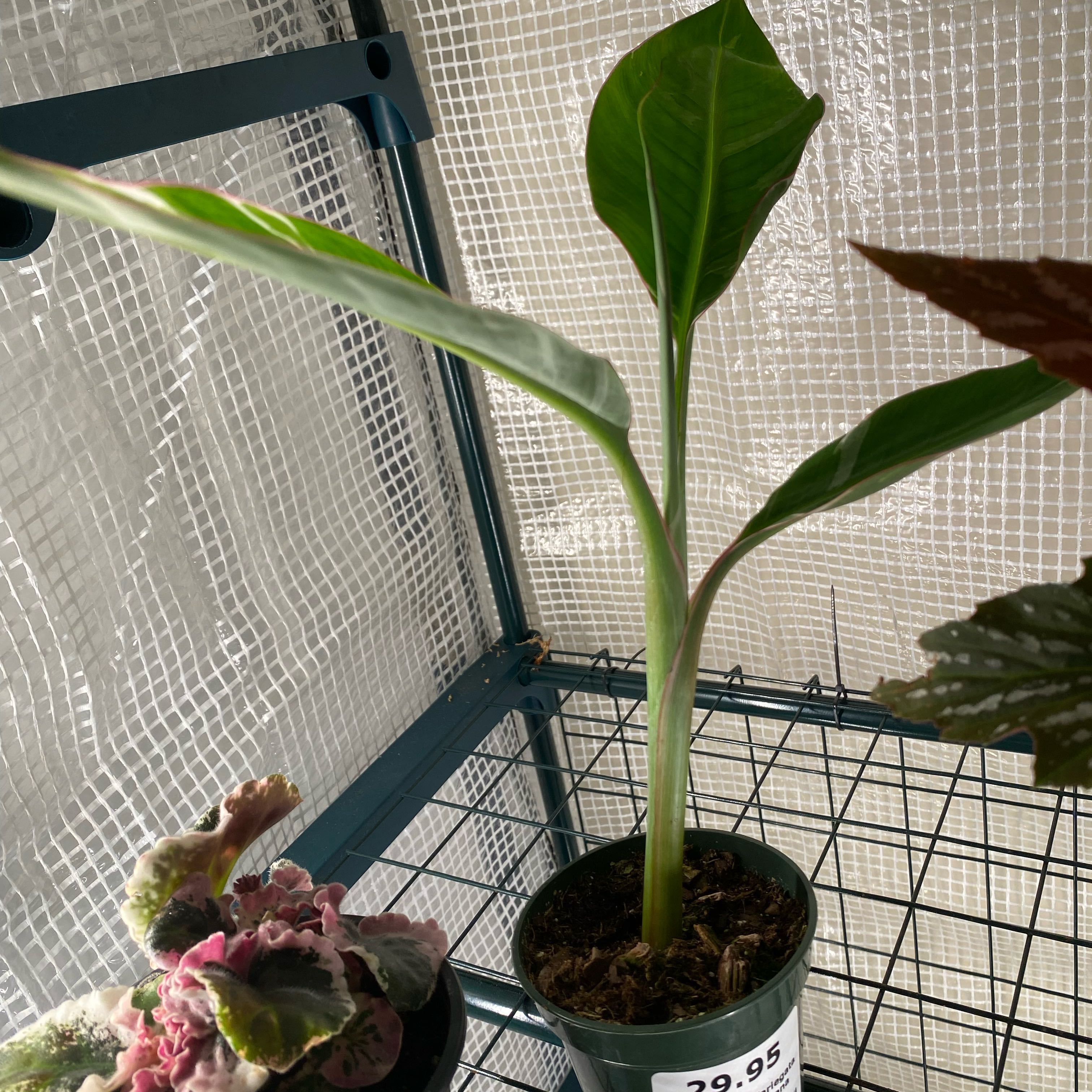 Photo of the plant species Blood Banana by @HiItsMeMar named Banana Florida musa on Greg, the plant care app