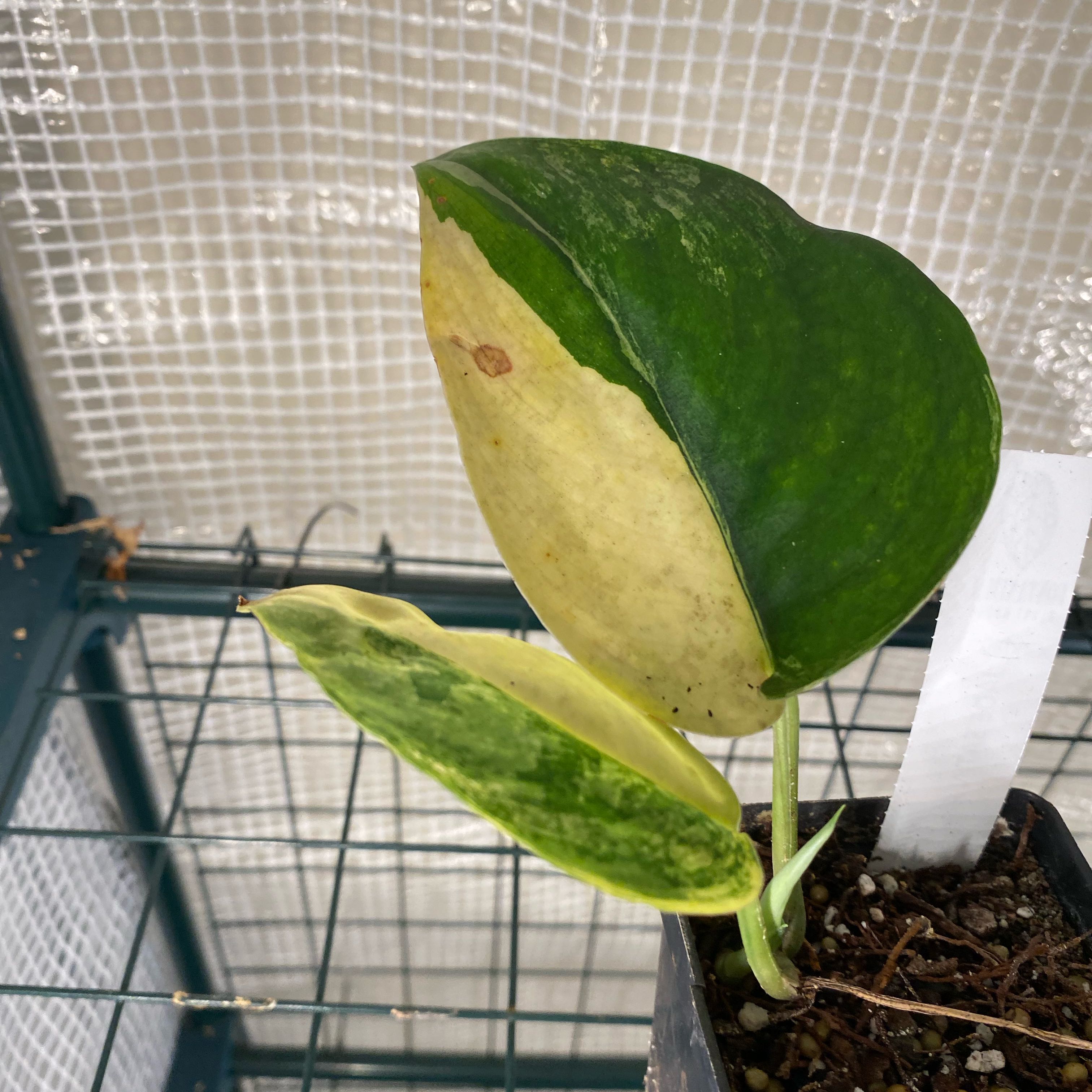 Photo of the plant species Pothos by @HiItsMeMar named Scindapsus Aurea on Greg, the plant care app
