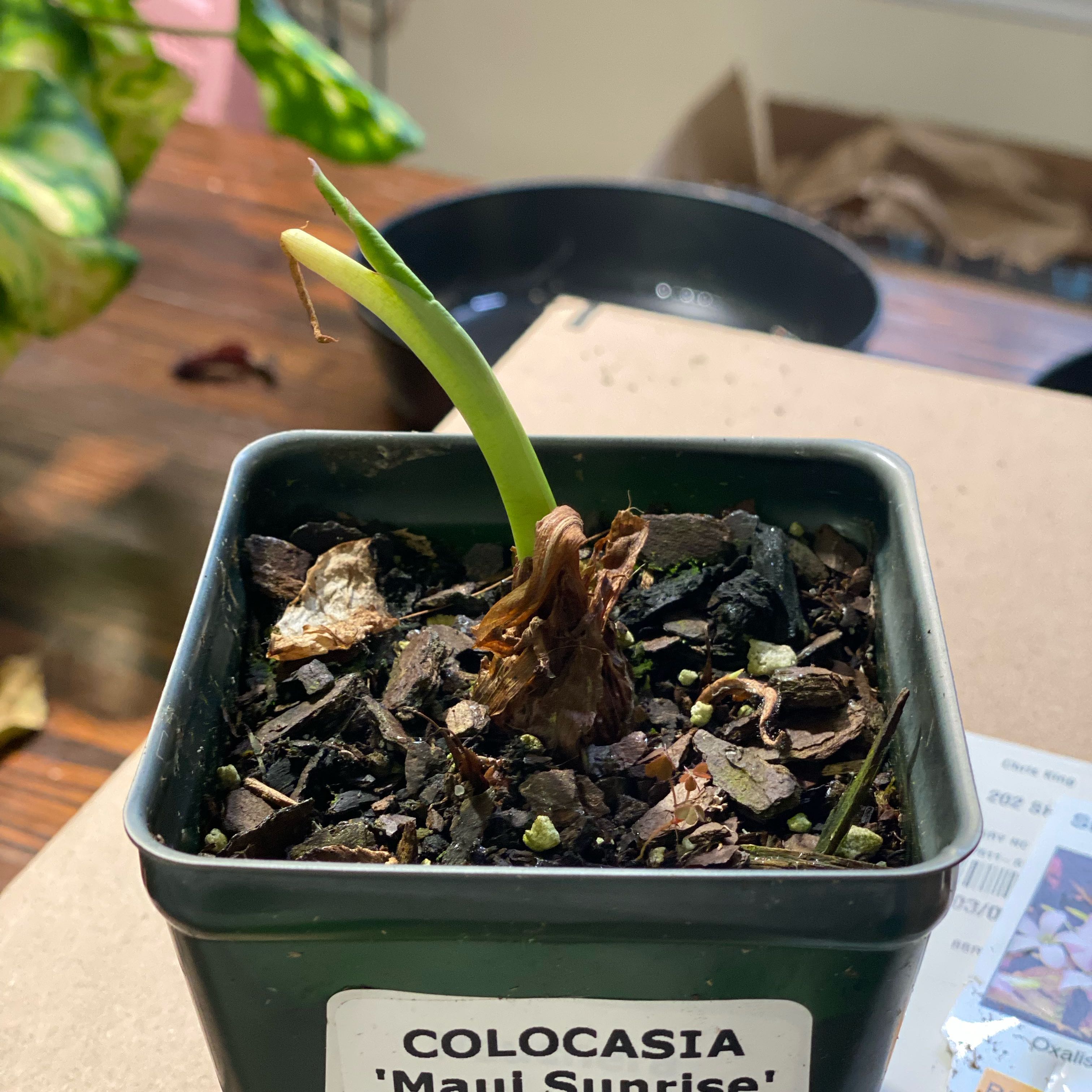 Photo of the plant species Colocasia Royal Hawaiian® 'Waikiki' by @HiItsMeMar named Colocasia Waikiki on Greg, the plant care app
