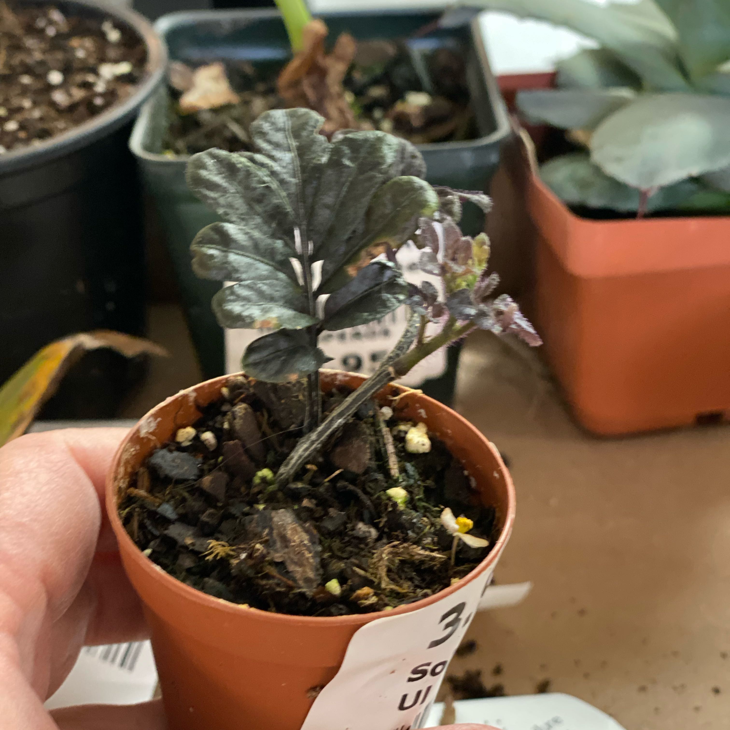 Photo of the plant species Solanum uleanum by @HiItsMeMar named Solanum on Greg, the plant care app