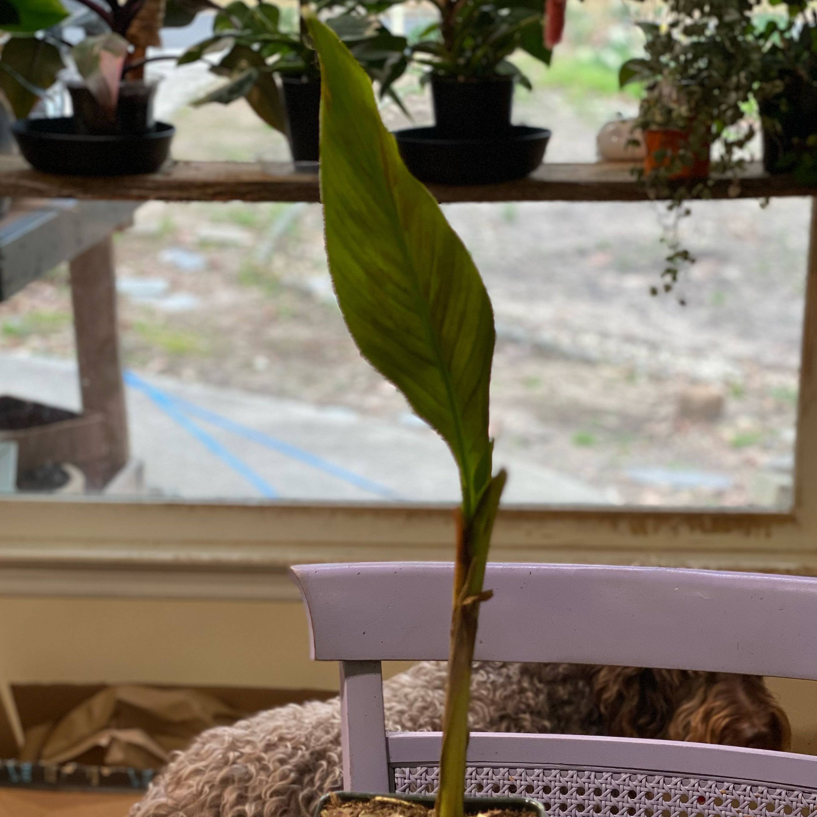 Photo of the plant species Blood Banana by @HiItsMeMar named Banana blood on Greg, the plant care app