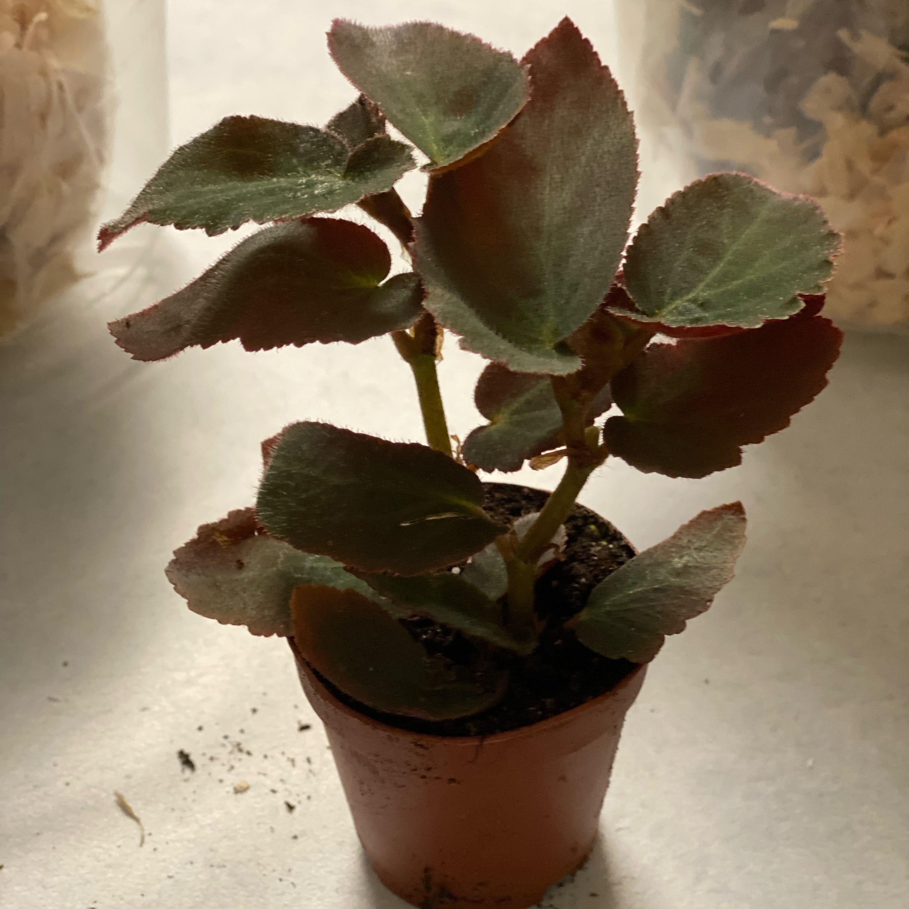 Photo of the plant species Brazilian Lady Begonia by @HiItsMeMar named Begonia Brazilian Lady on Greg, the plant care app
