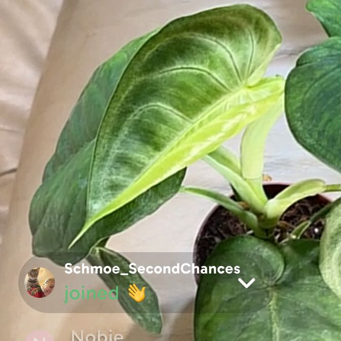 Photo of the plant species Frosted Heart Syngonium by @HiItsMeMar named Syngonium Chi Pet on Greg, the plant care app