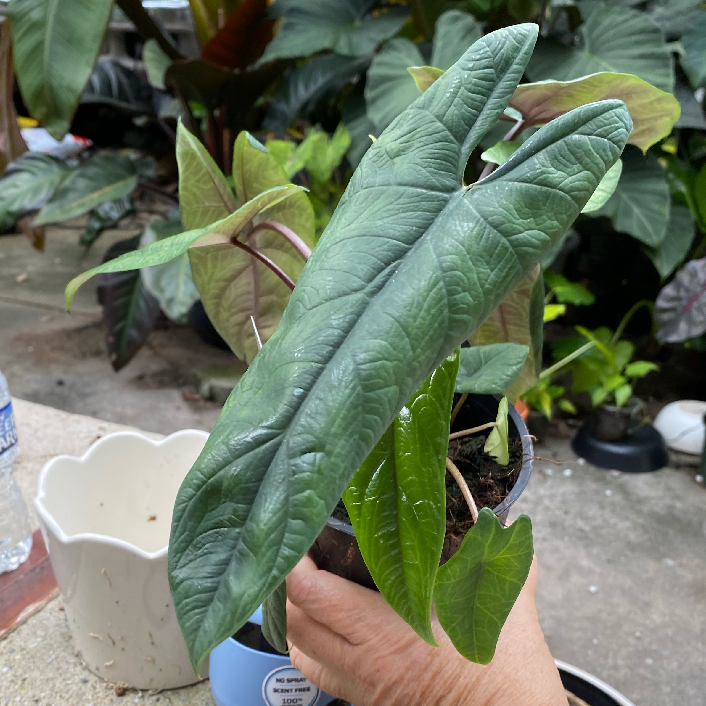 Photo of the plant species Red Scalprum by @HiItsMeMar named Alocasia Red Scalprum on Greg, the plant care app