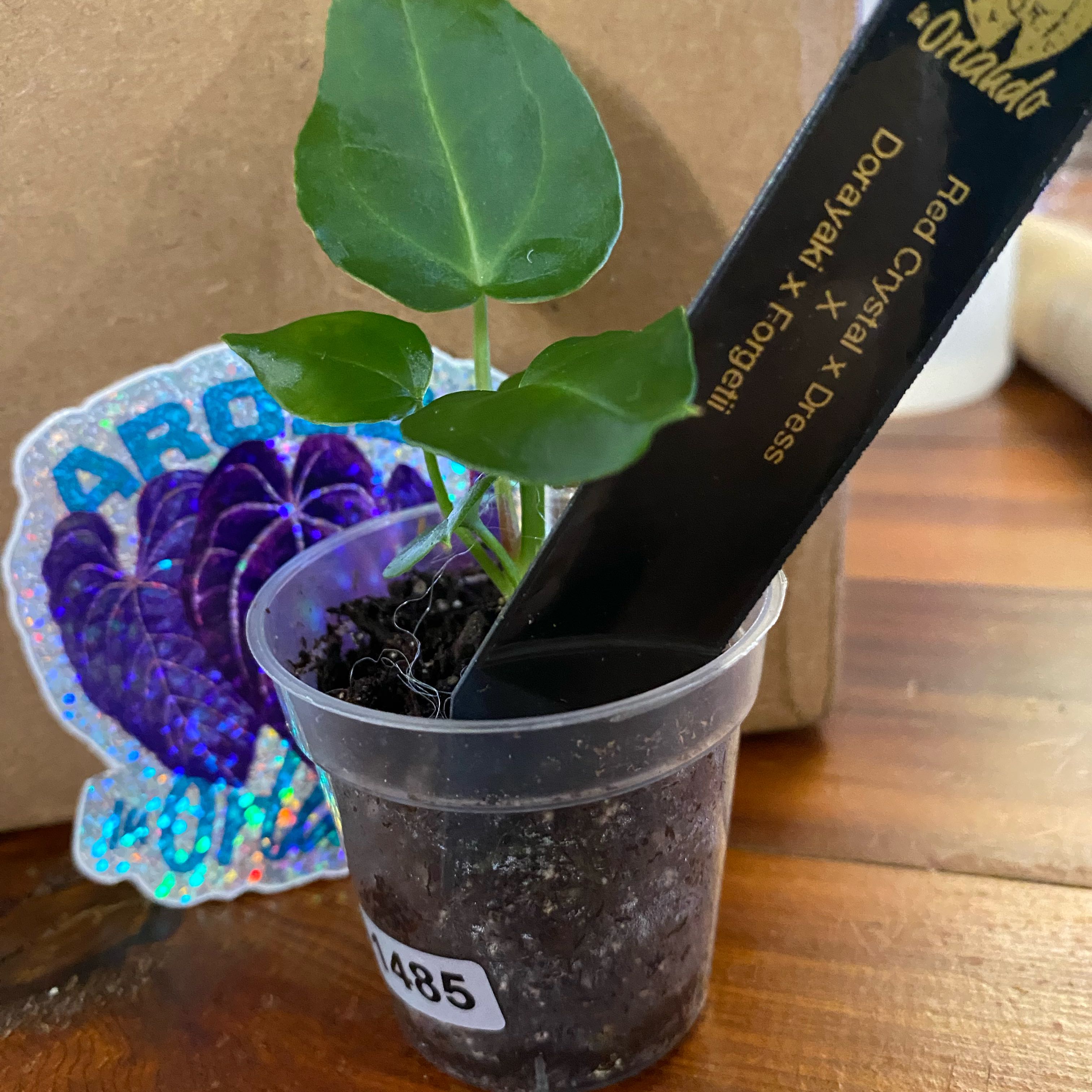 Photo of the plant species Anthurium RLFSx(CarlaxAOS) by @HiItsMeMar named Anthurium aroids in Orlando Hybrid 3 on Greg, the plant care app