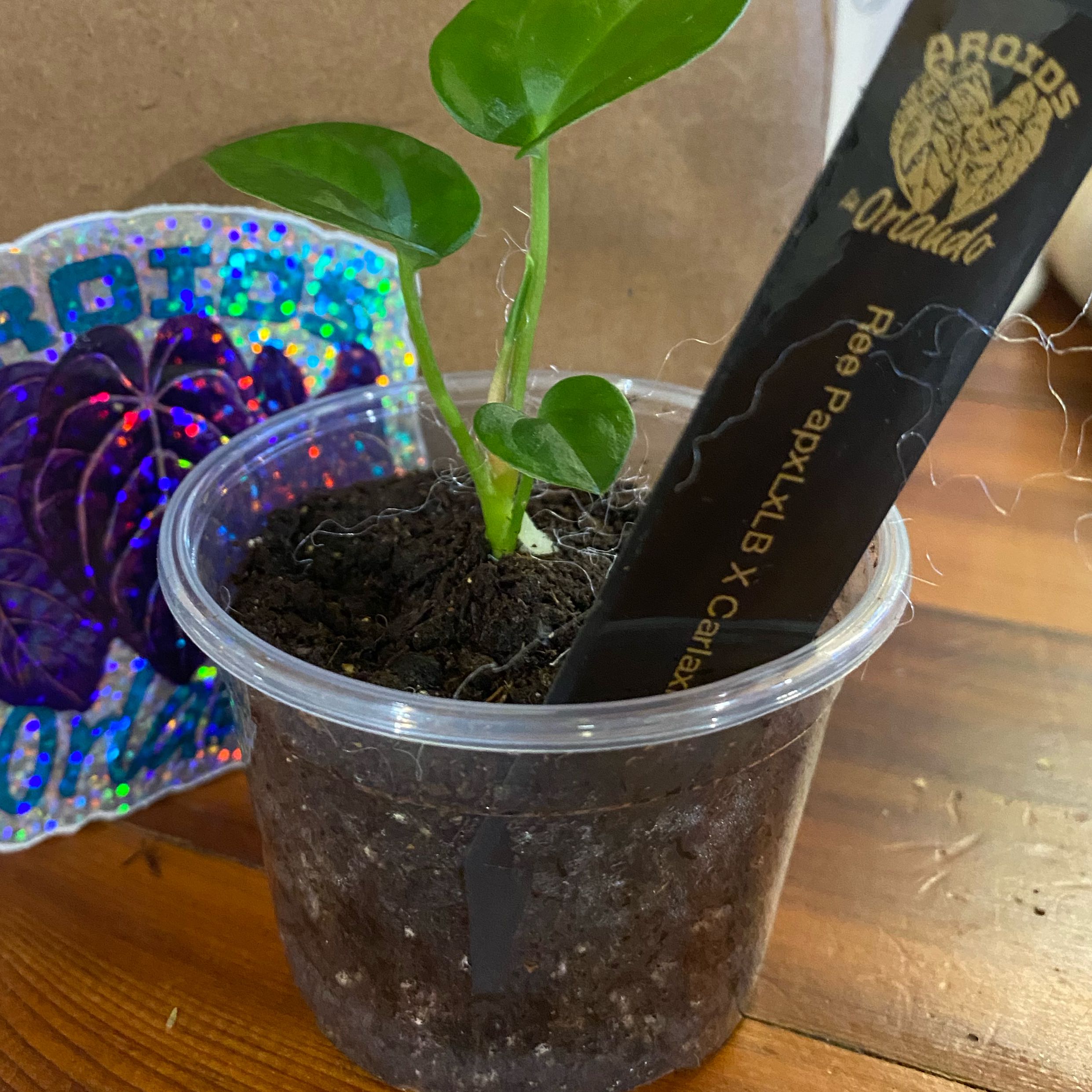 Photo of the plant species Anthurium Hybrid by @HiItsMeMar named Anthurium Aroids in Orlando Hybrid 2 Orlando on Greg, the plant care app