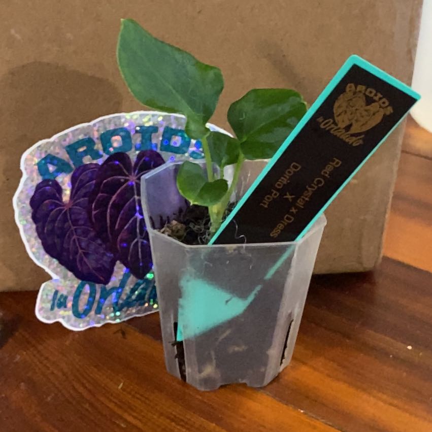 Photo of the plant species Anthurium Hybrid by @HiItsMeMar named Anthurium Aroids in Orlando red cry x dorito on Greg, the plant care app