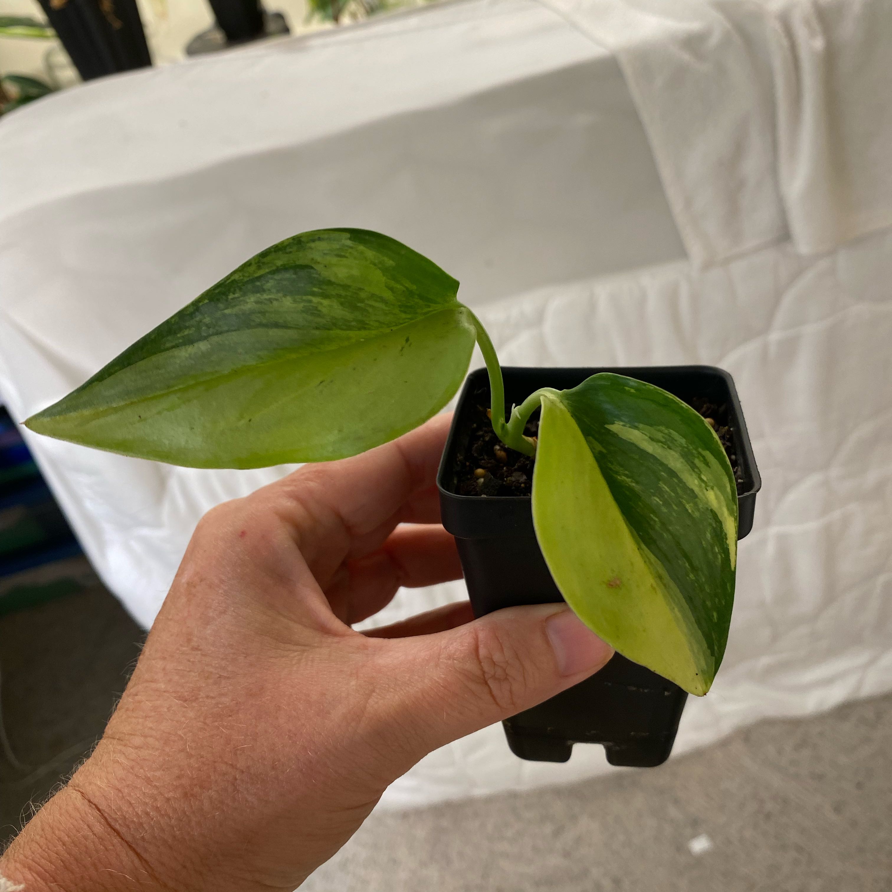 Photo of the plant species Variegated Scindapsus by @HiItsMeMar named Scindapsus Rubicon on Greg, the plant care app