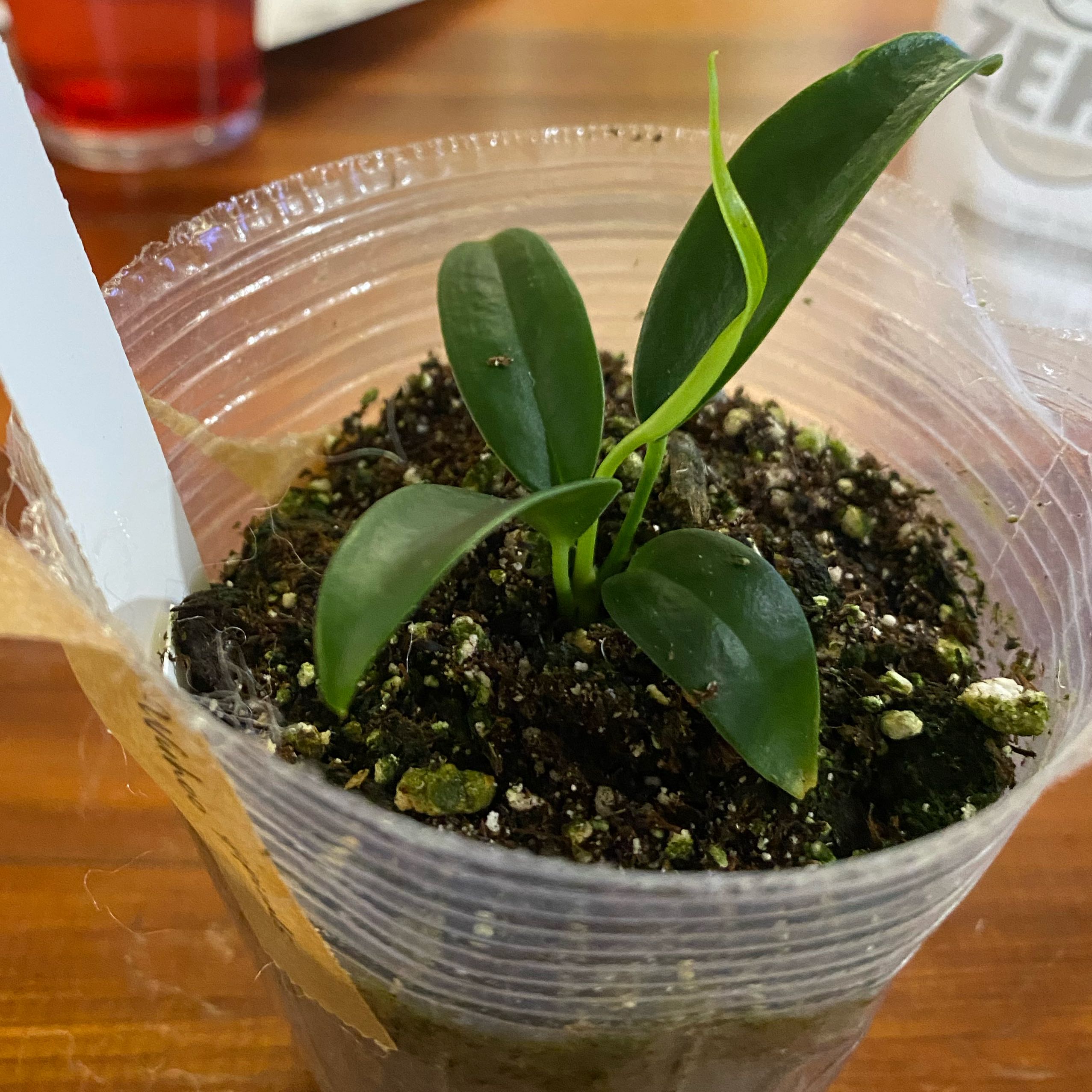 Photo of the plant species Anthurium Wendlingeri by @HiItsMeMar named Anthurium Wuhoo Chainsaw on Greg, the plant care app