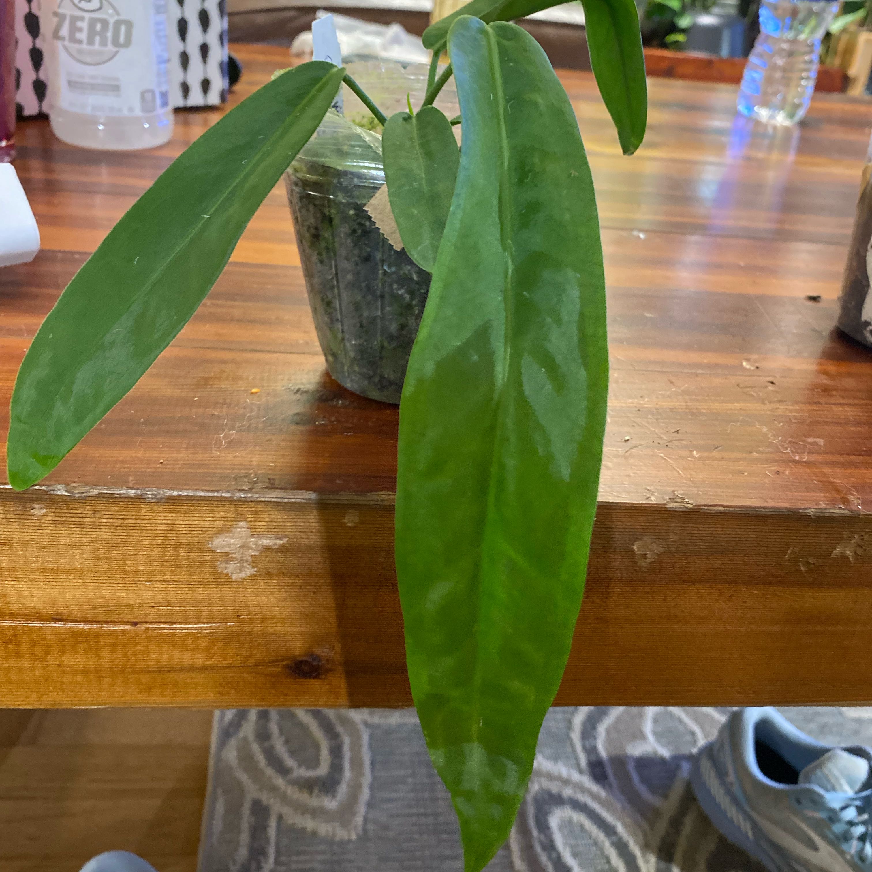 Photo of the plant species Pallidiforum 'Guayusa' by @HiItsMeMar named Anthurium Wuhoo pilladiforum on Greg, the plant care app