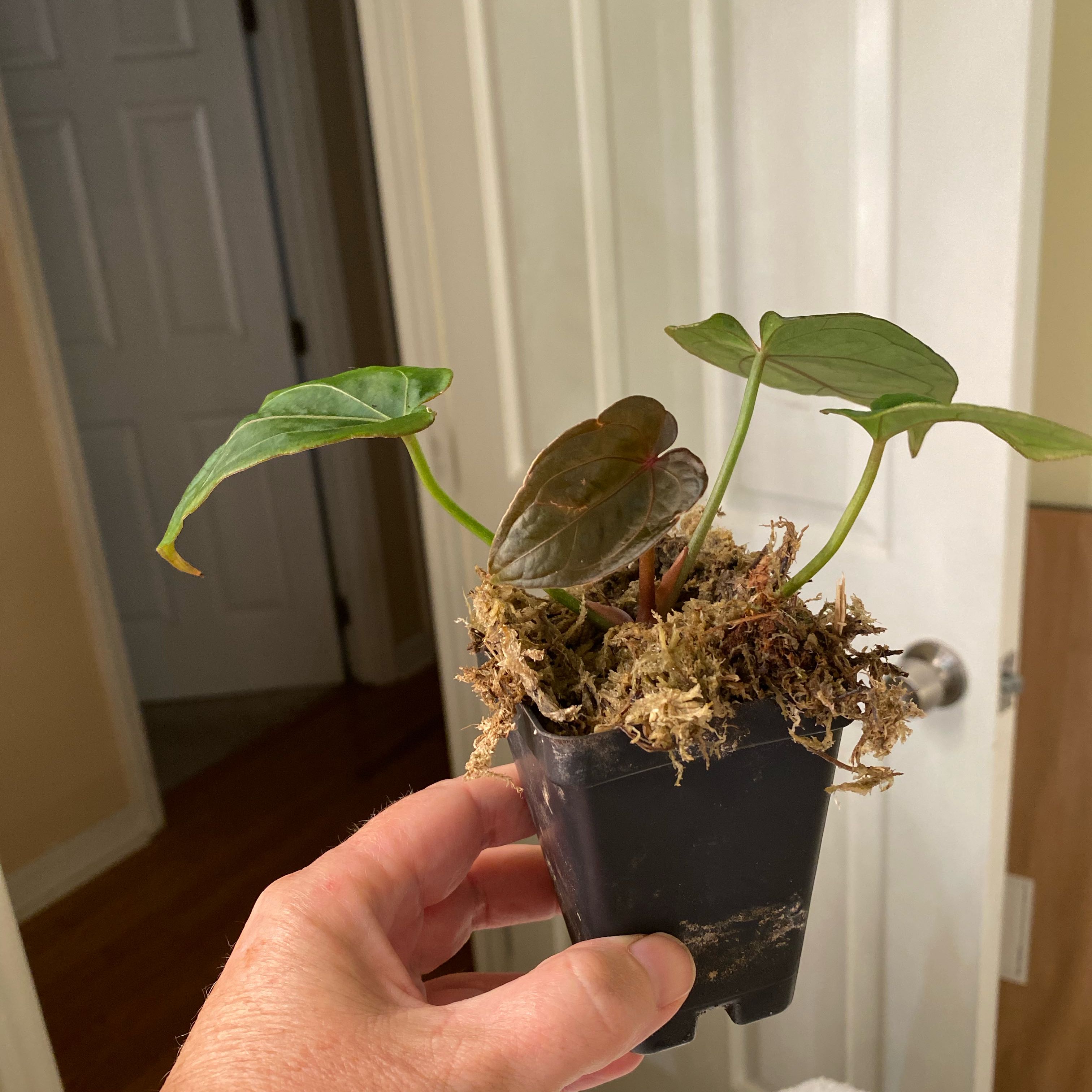 Photo of the plant species Anthurium Red Spider x XOne by @HiItsMeMar named Anthurium Fontamimal Red Spider x noid on Greg, the plant care app