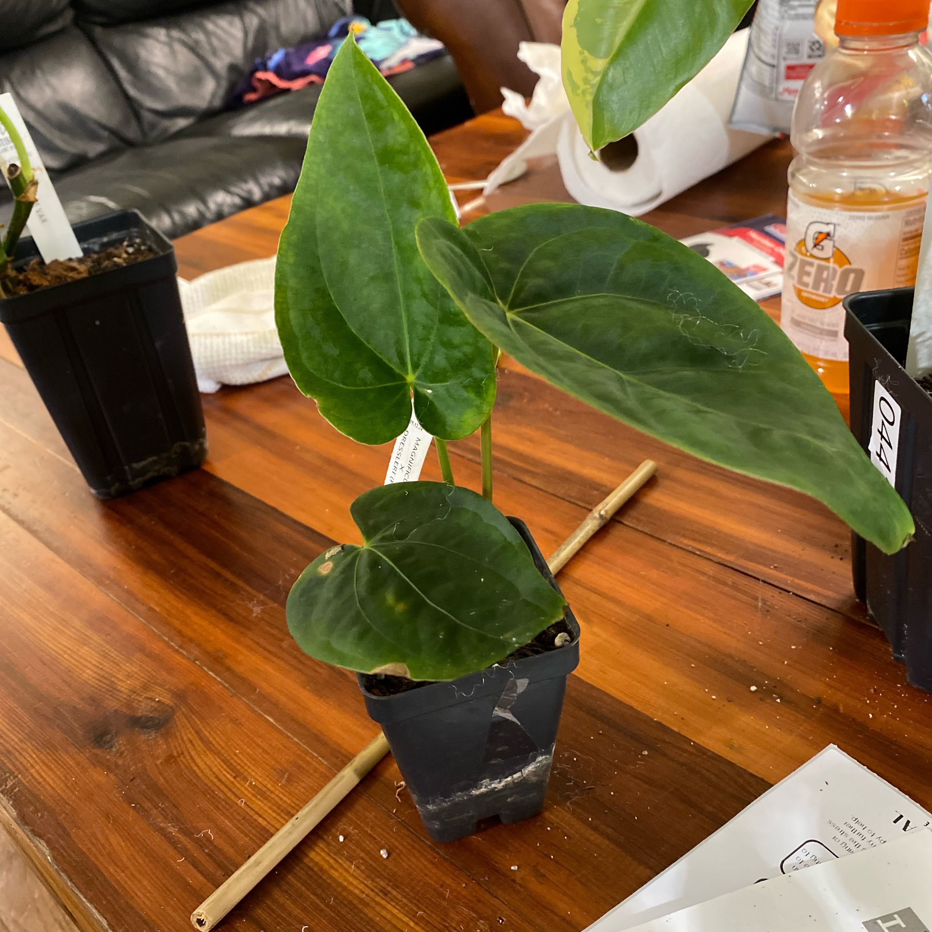 Photo of the plant species Anthurium Magnificum X Forgetii by @HiItsMeMar named Anthurium Fontanimal Mag x dress on Greg, the plant care app