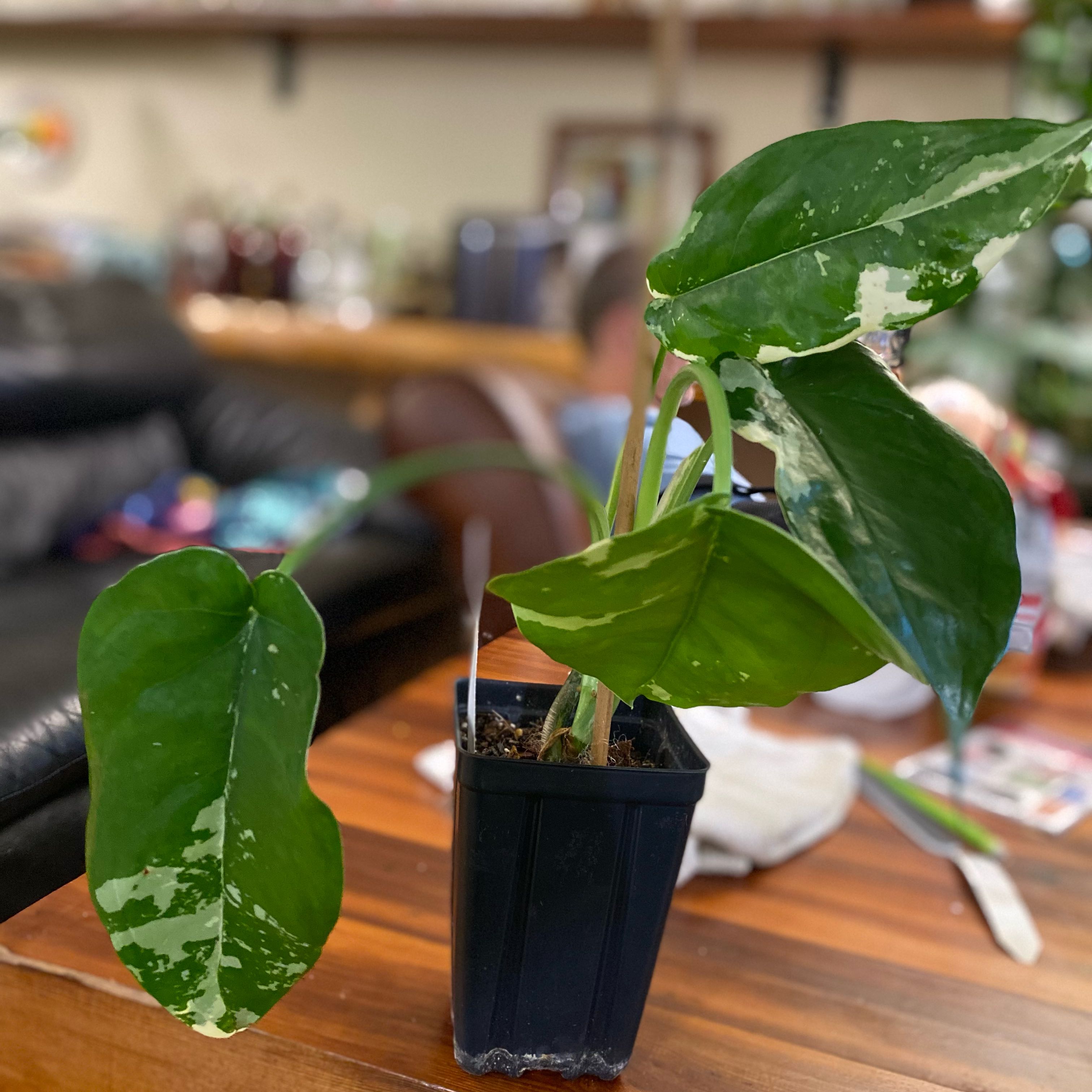 Photo of the plant species Variegated Chiapense by @HiItsMeMar named Syngonium Chia Var on Greg, the plant care app