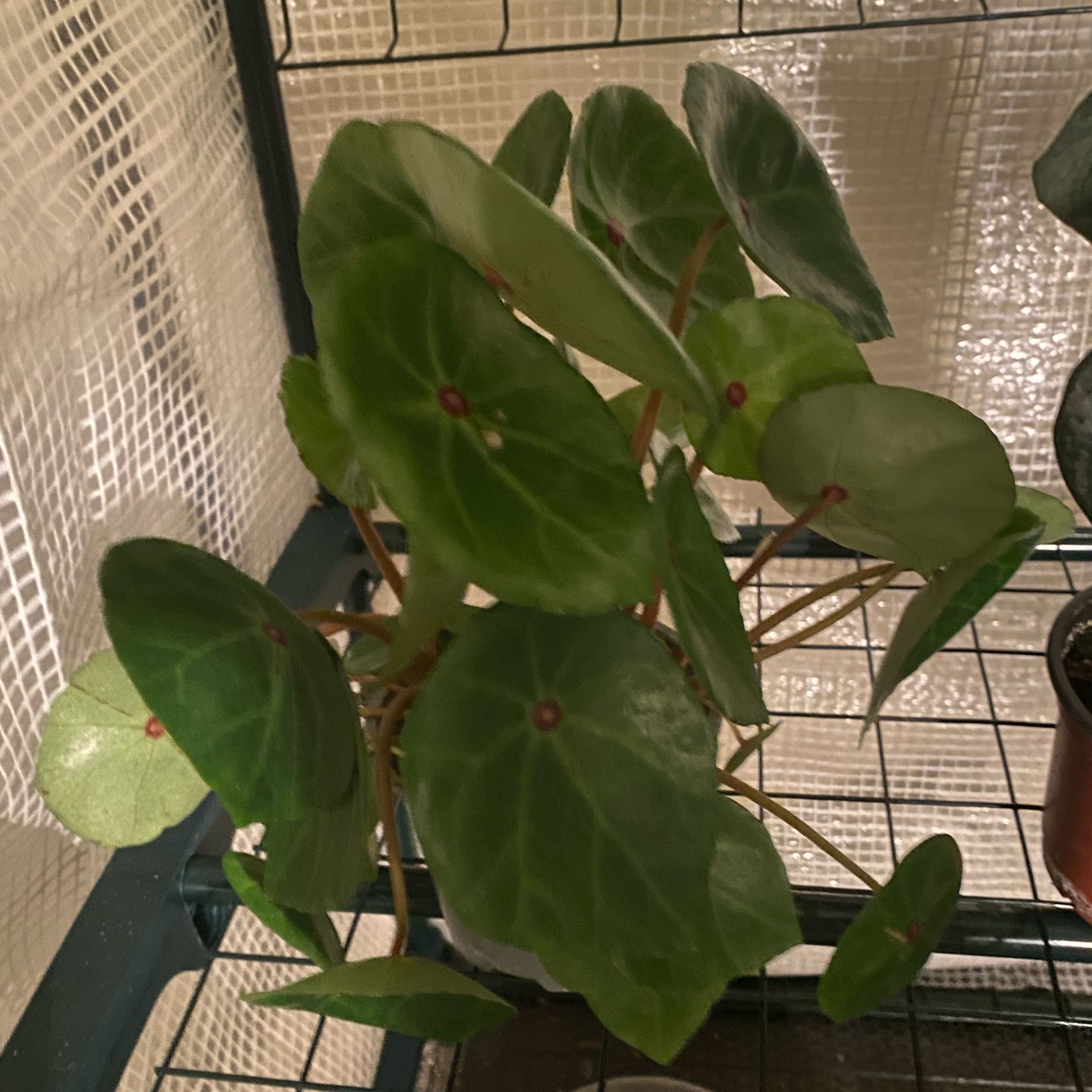 Photo of the plant species Red Ruby Begonia by @HiItsMeMar named Begonia Conchifola Red on Greg, the plant care app