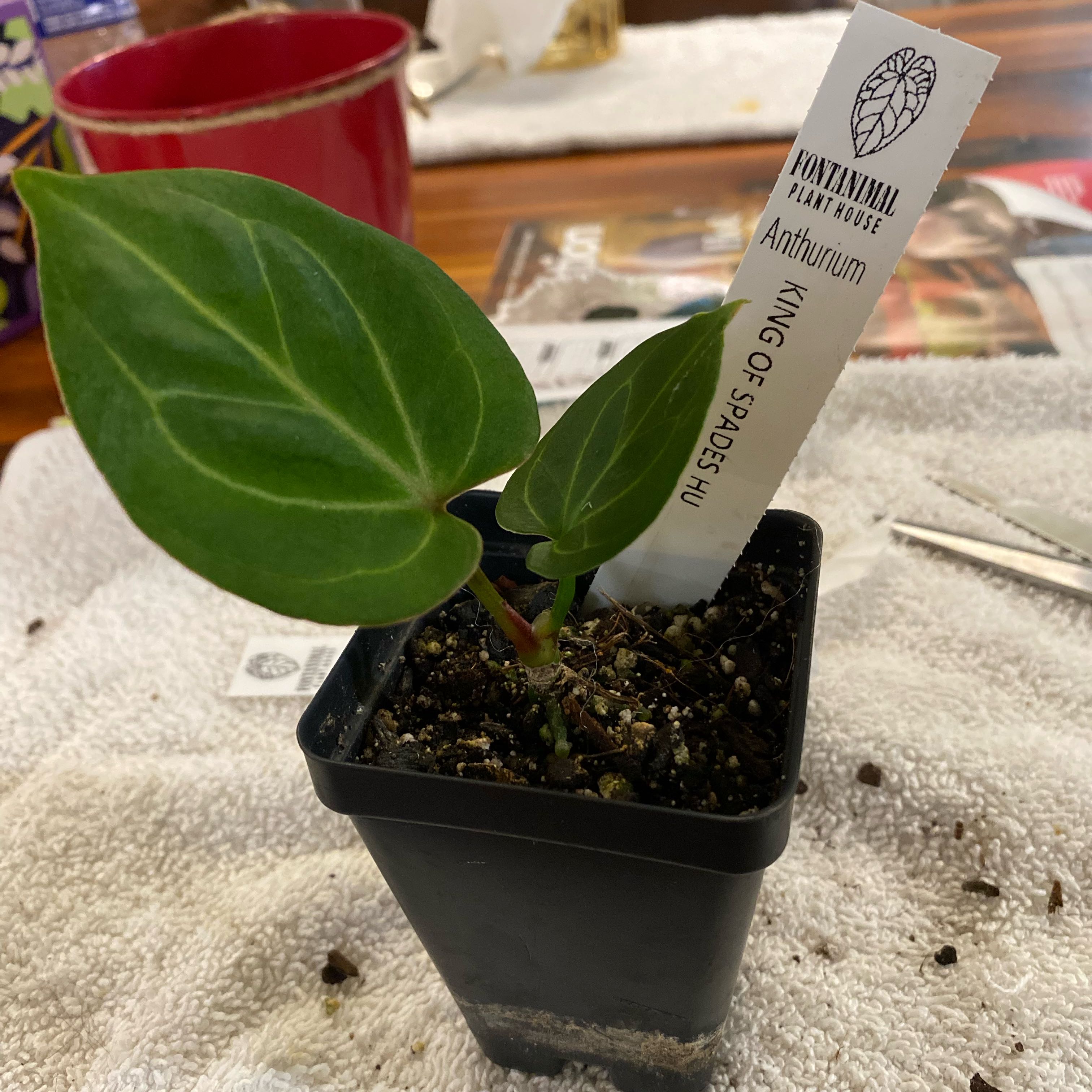 Photo of the plant species Anthurium King of Spades by @HiItsMeMar named Anthurium Fontanimal King of Spades on Greg, the plant care app