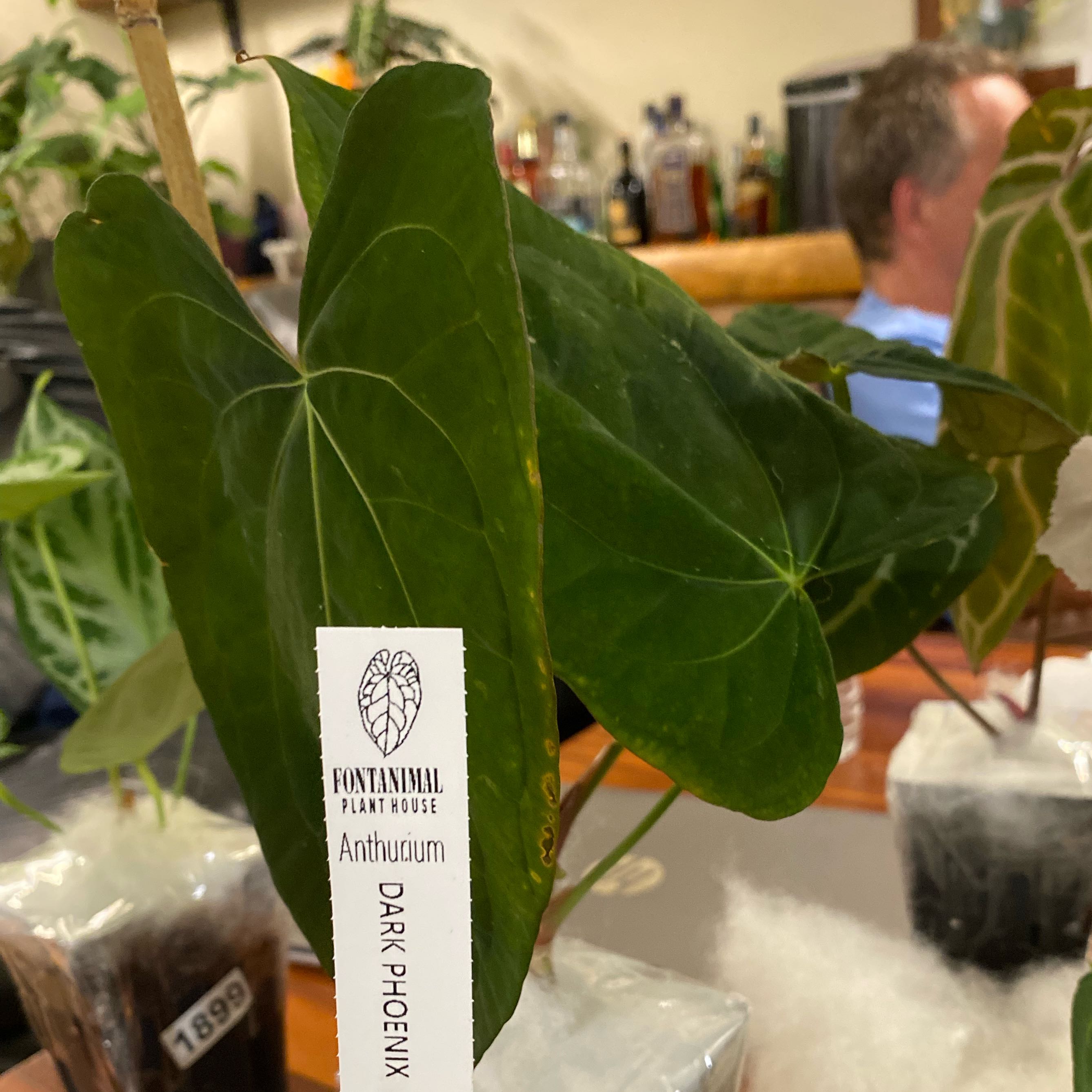 Photo of the plant species Anthurium Dark Phoenix x Magnificum by @HiItsMeMar named Anthurium Fontamimal Dark Phoenix on Greg, the plant care app