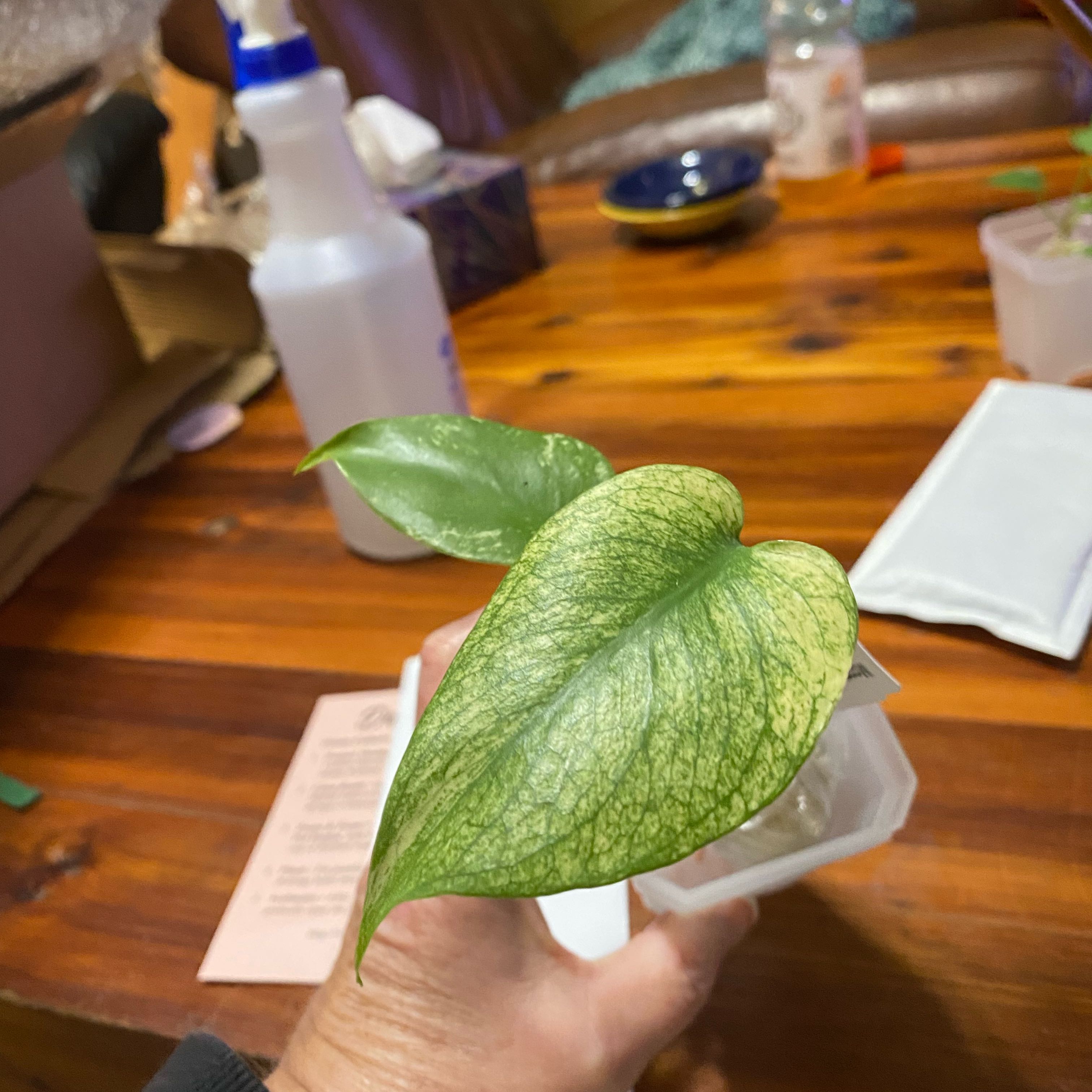 Photo of the plant species Monstera 'Mint' by @HiItsMeMar named Monstera Mint Dandi on Greg, the plant care app