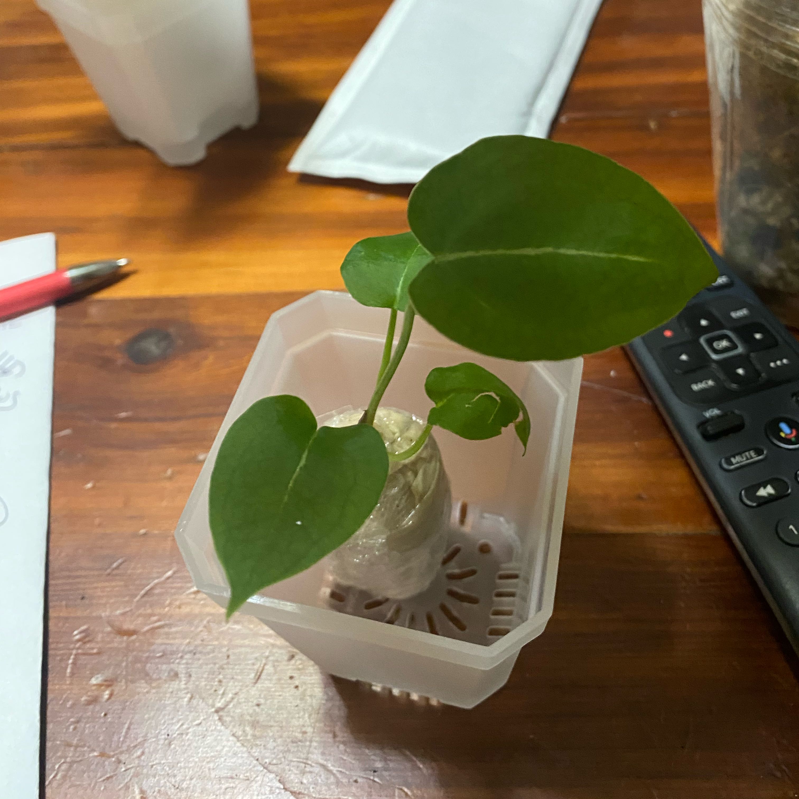 Photo of the plant species Anthurium Magnificum x Papillilaminum by @HiItsMeMar named Anthurium Dandi mag x pap on Greg, the plant care app