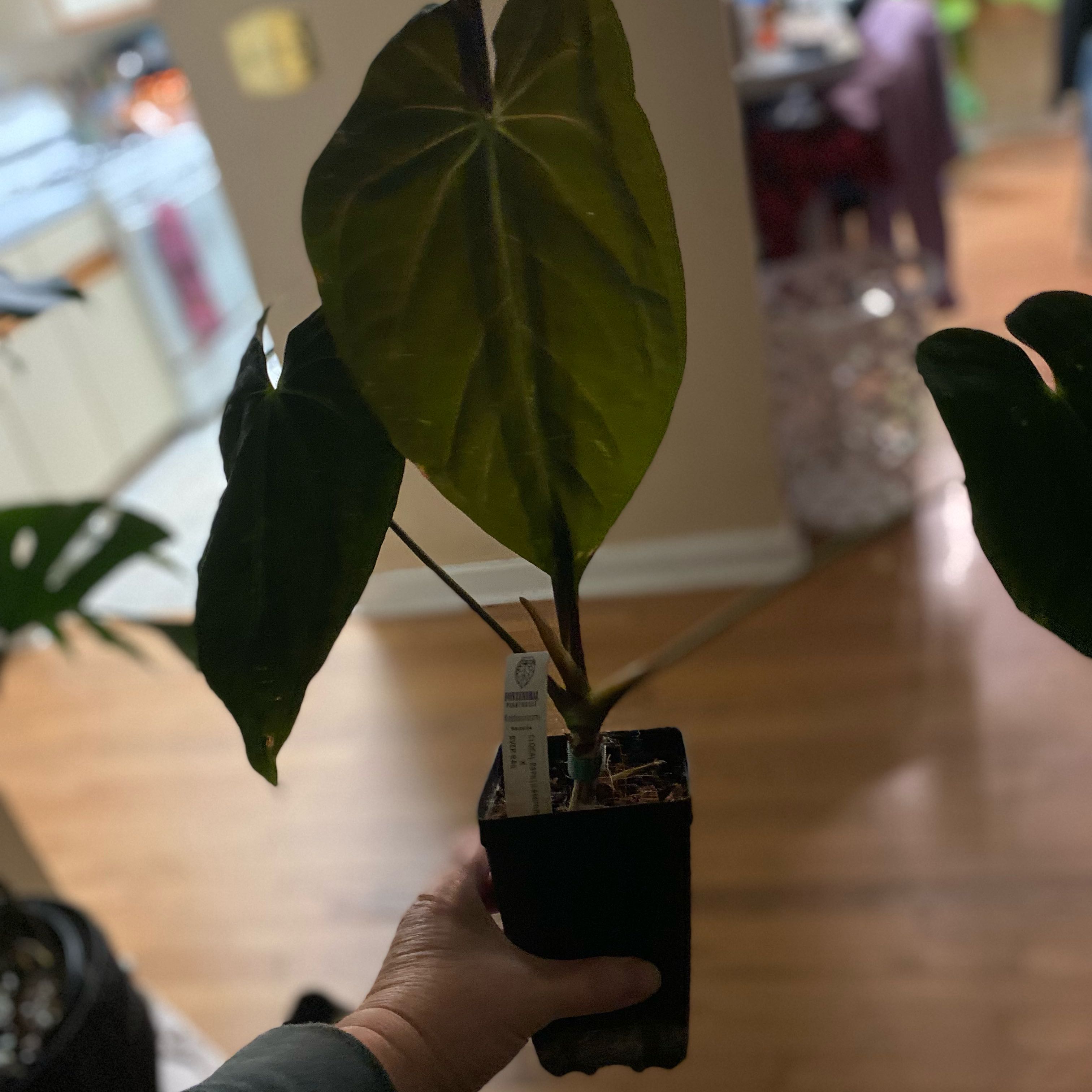 Photo of the plant species Anthurium by @HiItsMeMar named Anthurium Fontanimal pap by bvep on Greg, the plant care app