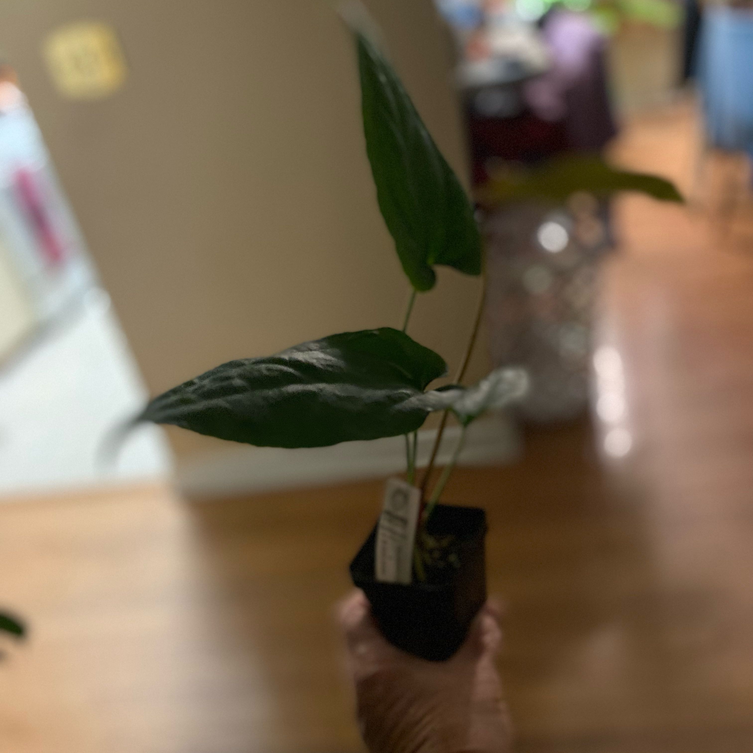 Photo of the plant species Anthurium by @HiItsMeMar named Anthurium pink Chrystal by Sp Black Panama on Greg, the plant care app