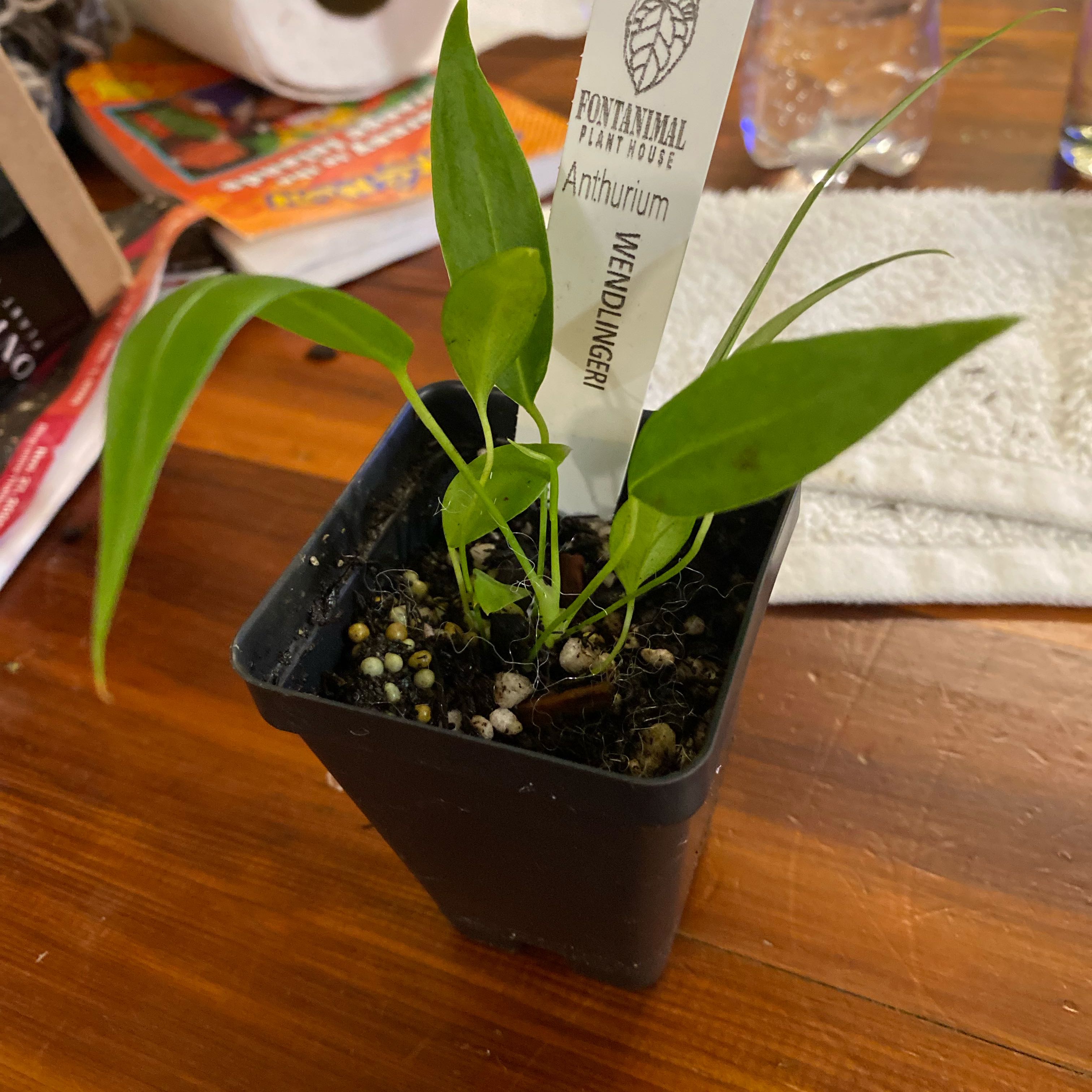 Photo of the plant species Anthurium Wendlingeri by @HiItsMeMar named Anthurium Fontanimal Wendlingeri on Greg, the plant care app