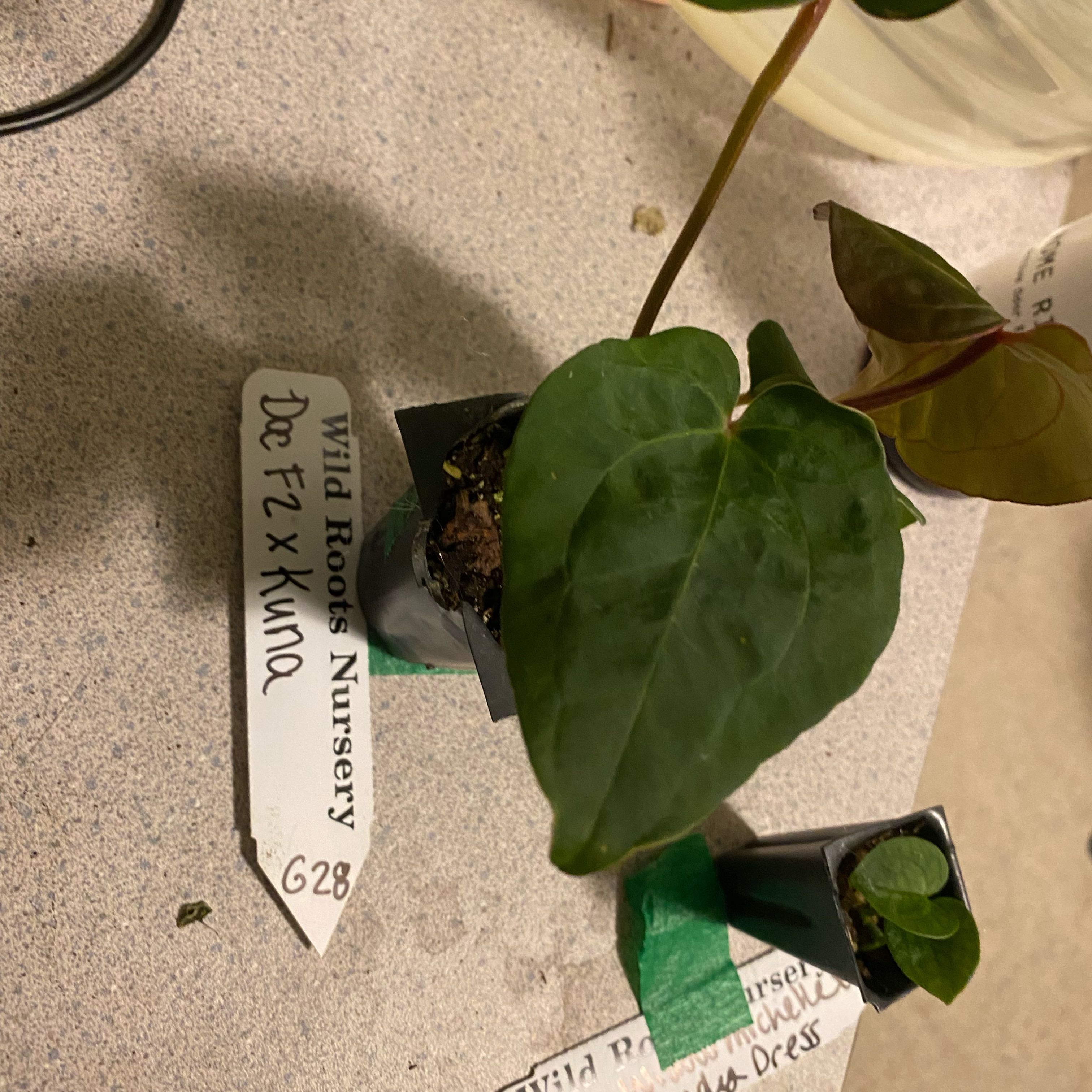 Photo of the plant species Kunayala Anthurium by @HiItsMeMar named Anthurium Wildroots Kuna x doc on Greg, the plant care app