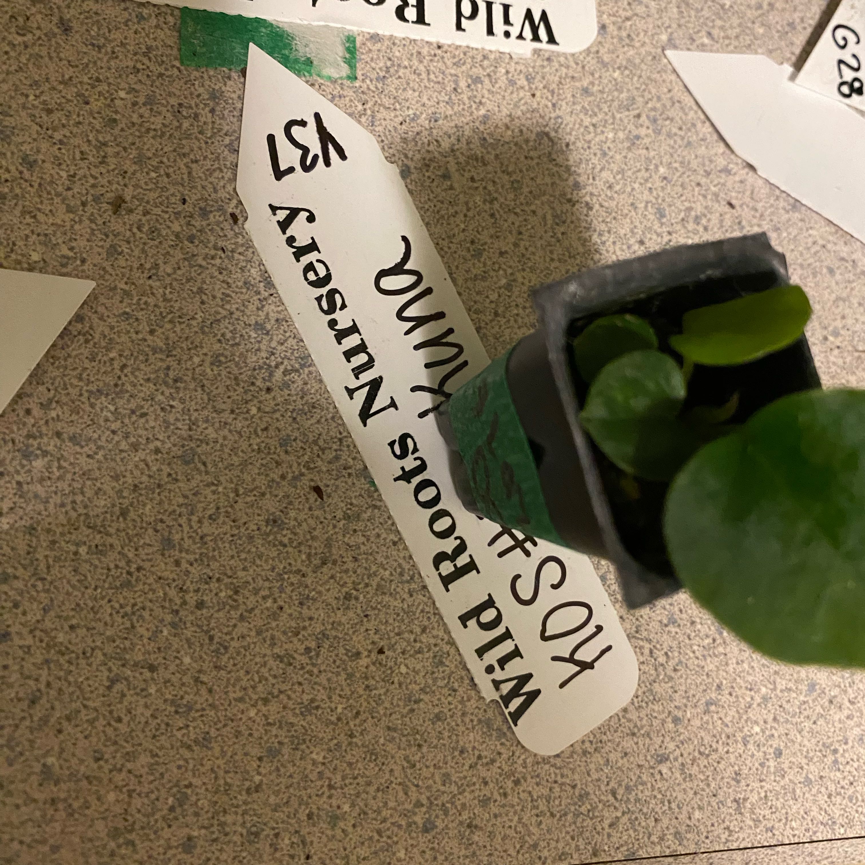 Photo of the plant species Anthurium King of Spades by @HiItsMeMar named Anthurium Wild Roots Kos Kuna on Greg, the plant care app