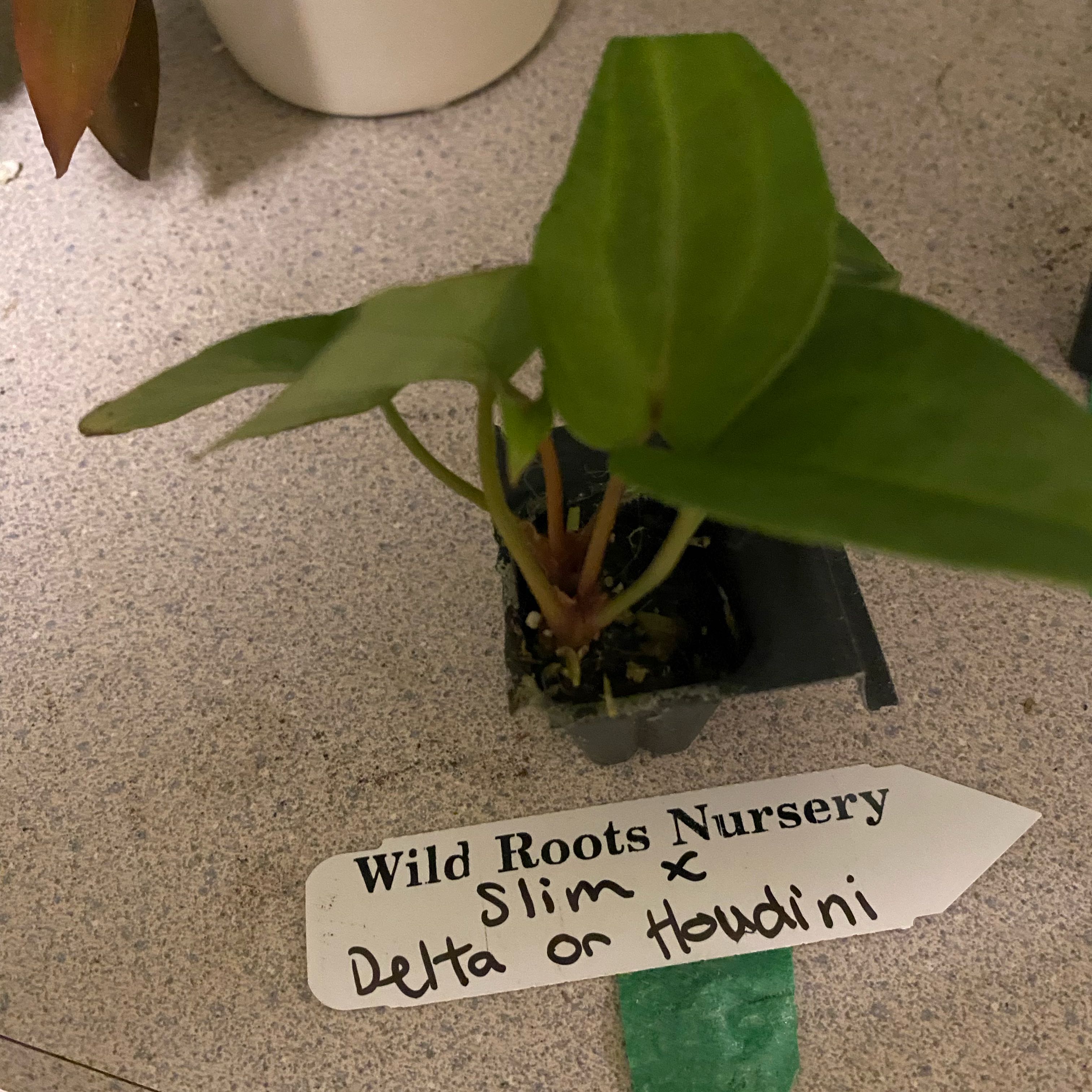 Photo of the plant species Delta Force Anthurium by @HiItsMeMar named Anthurium Wild Roots Slim x Delta on Greg, the plant care app