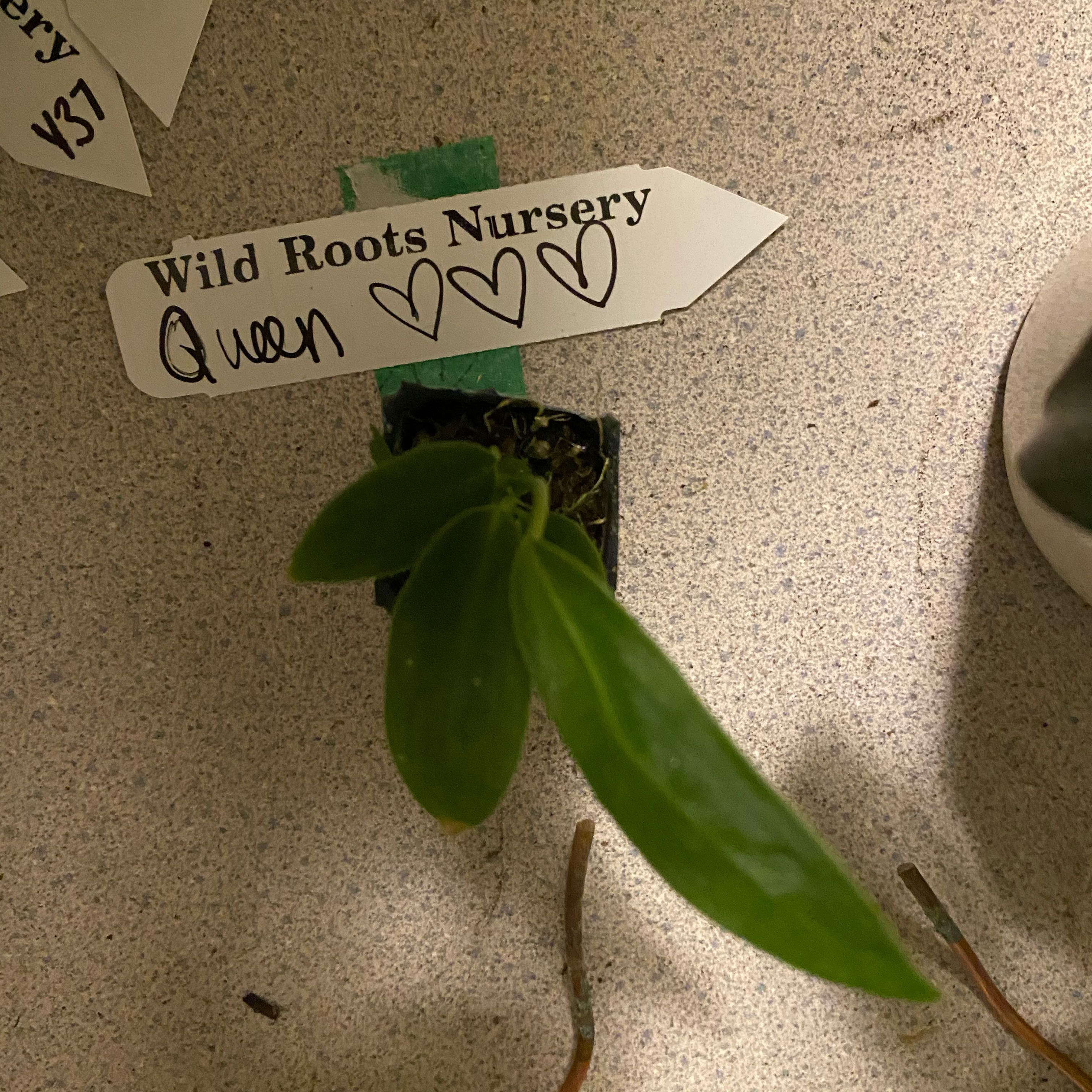 Photo of the plant species Anthurium Queen by @HiItsMeMar named Anthurium Wild Roots Queen on Greg, the plant care app