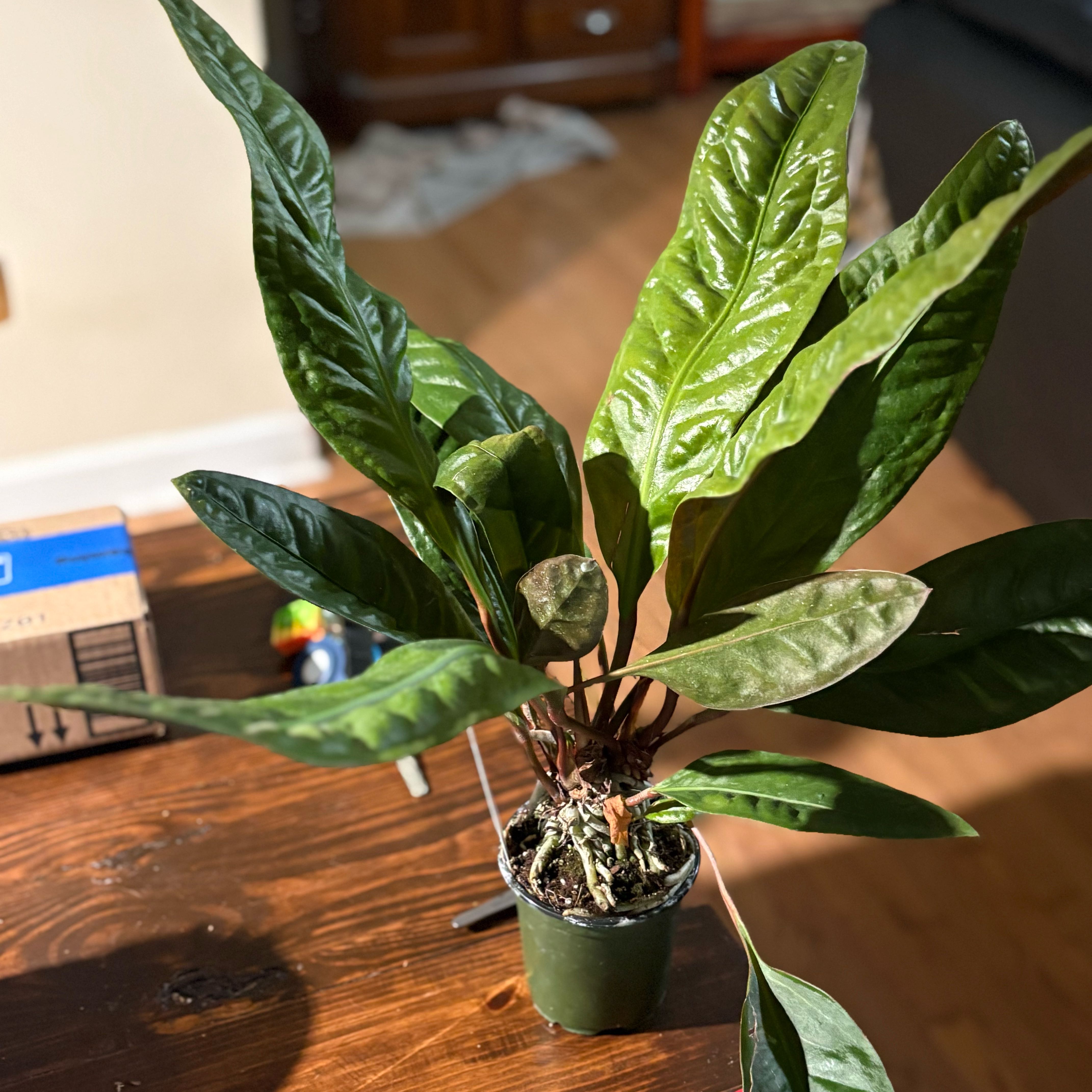 Photo of the plant species Anthurium superbum by @HiItsMeMar named Anthurium Superbum on Greg, the plant care app