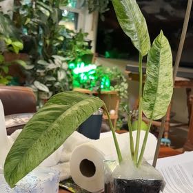 Photo of the plant species Epipremnum giganteum by @HiItsMeMar named Epipremnum Fontanimal giganteum mint on Greg, the plant care app