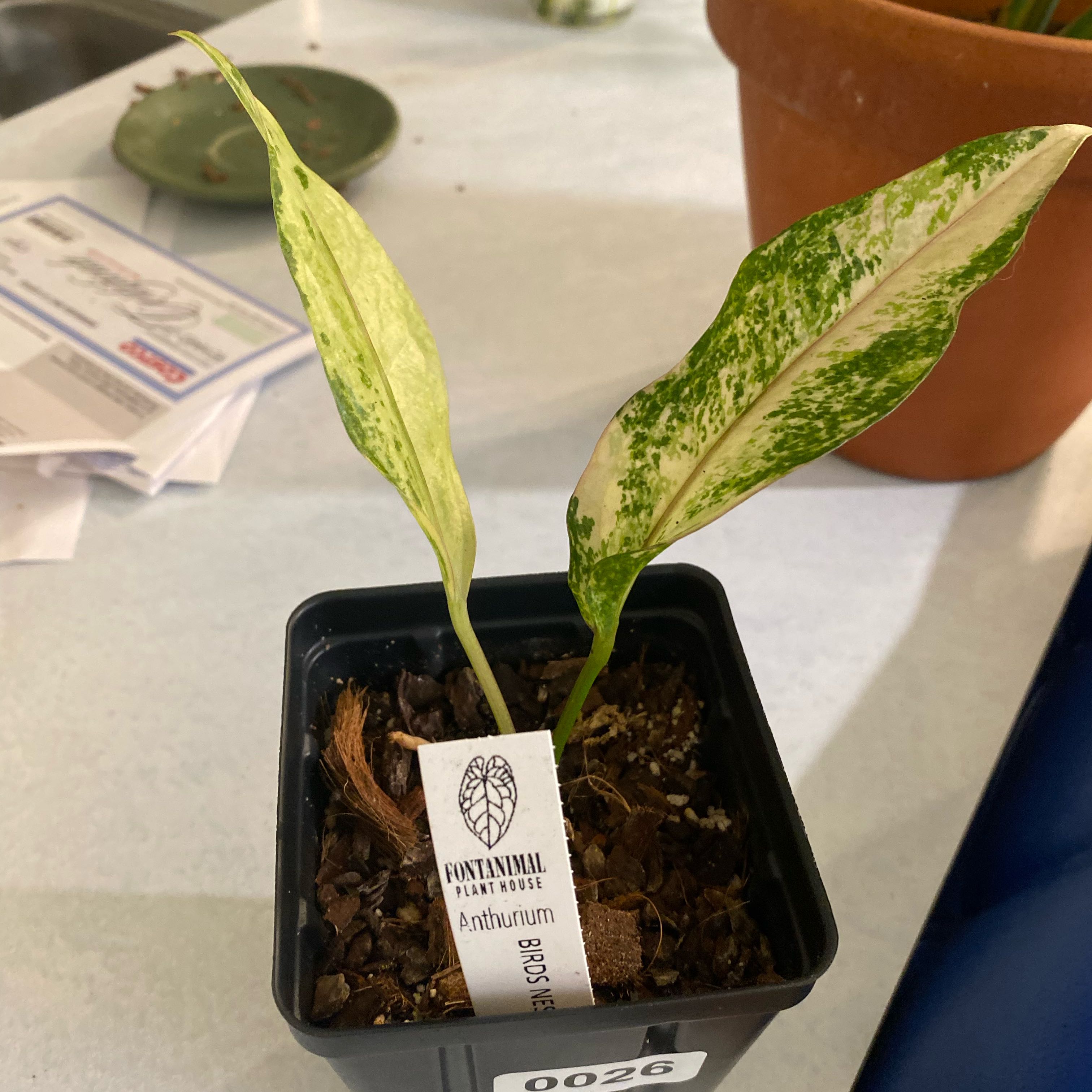 Photo of the plant species Anthurium superbum by @HiItsMeMar named Anthurium Bird Nest Var Fontamimal on Greg, the plant care app