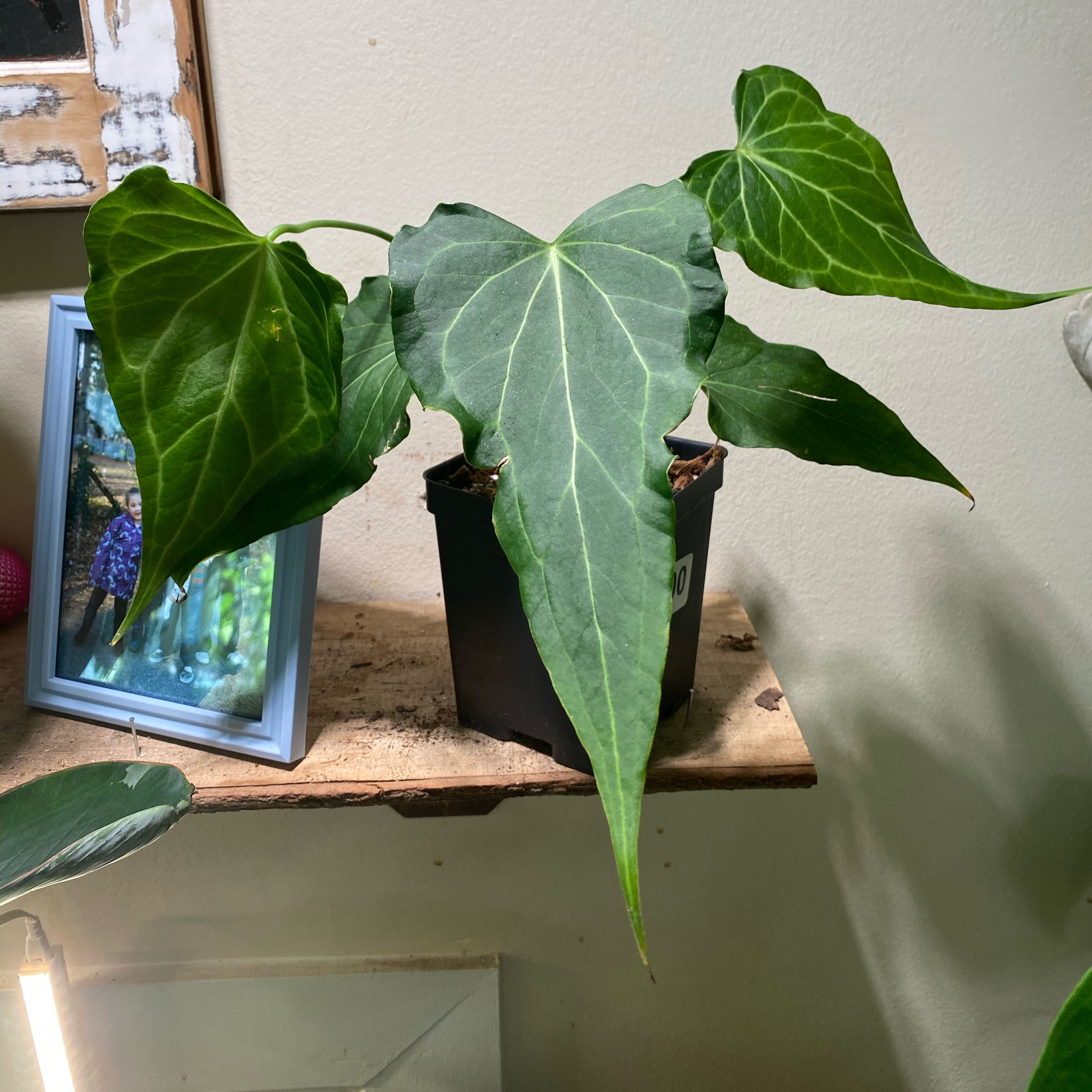 Photo of the plant species Delta Force Anthurium by @HiItsMeMar named Anthurium Delta Force Fontanimal on Greg, the plant care app