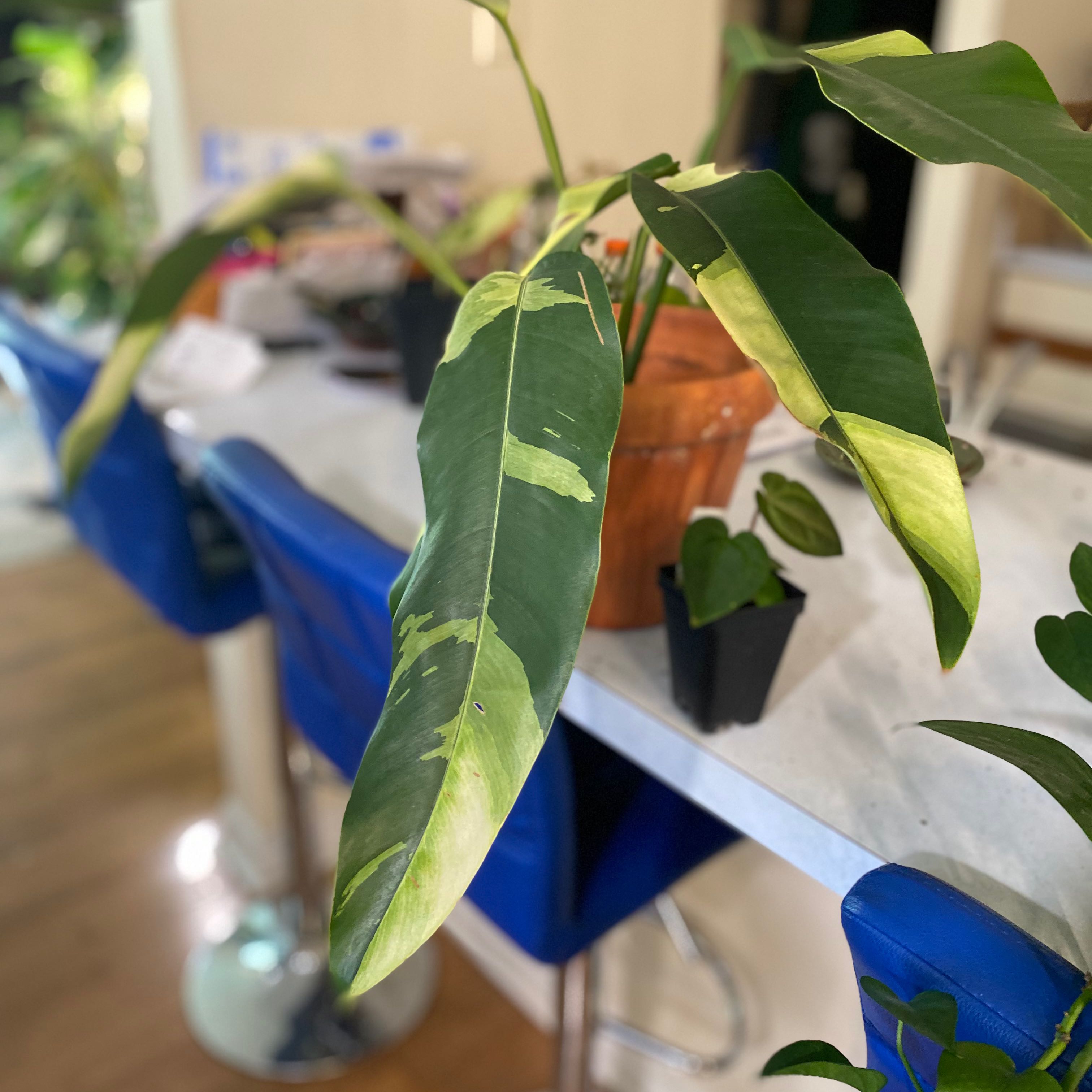 Photo of the plant species Epipremnum giganteum by @HiItsMeMar named Epipremnum giganteum albo Fontanimal on Greg, the plant care app