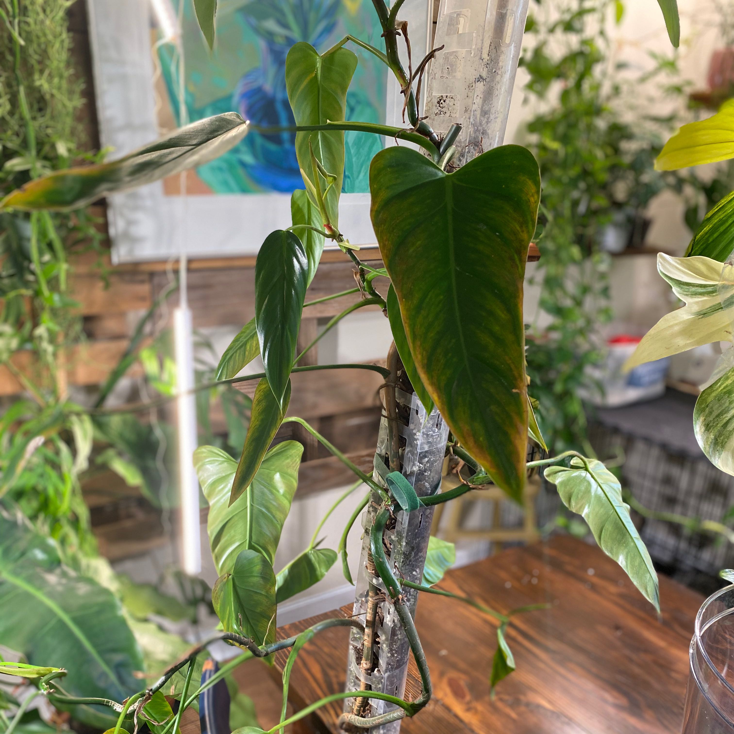 Photo of the plant species Philodendron lupinum by @HiItsMeMar named Philo lupinum Fontanimal on Greg, the plant care app