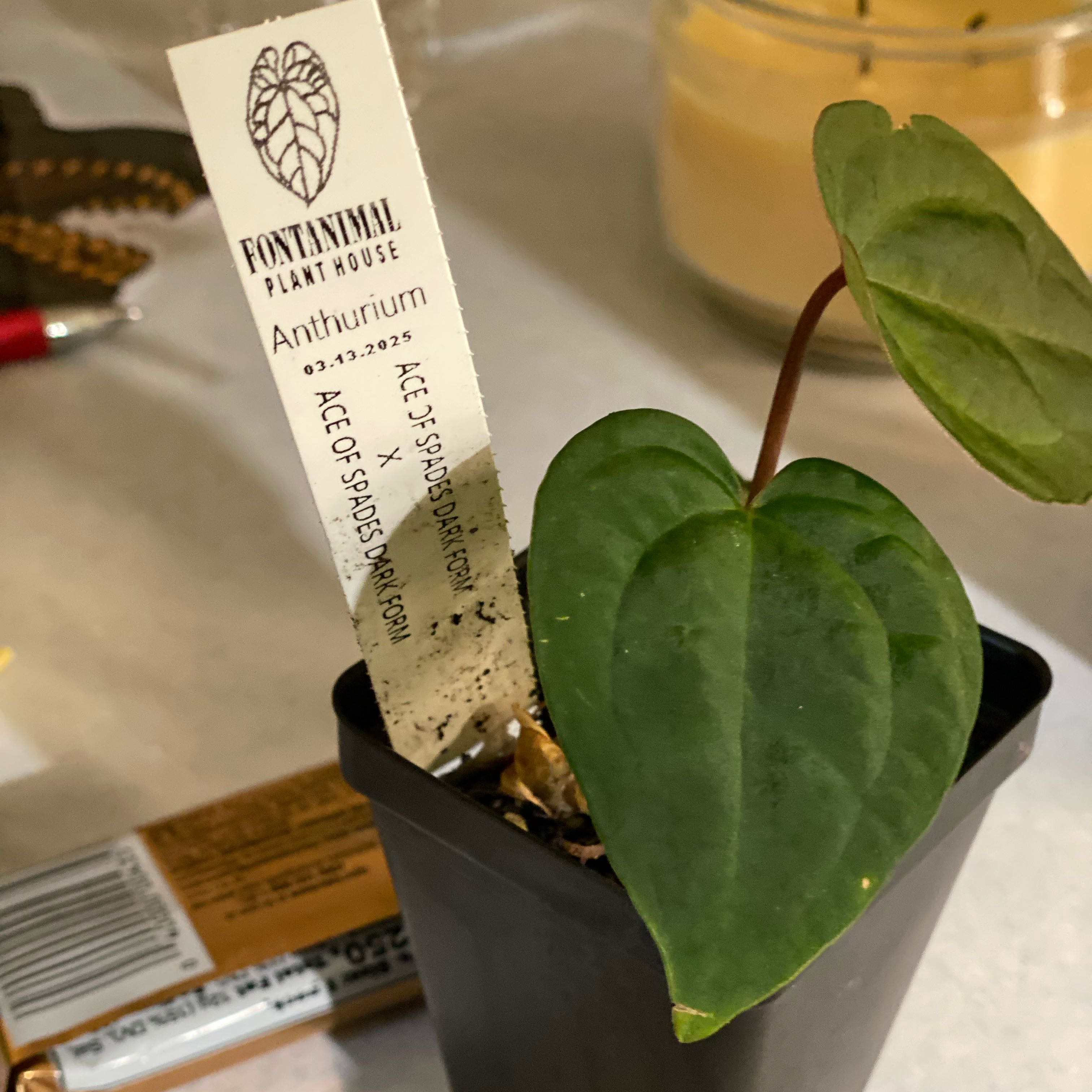 Photo of the plant species Ace Of Spades by @HiItsMeMar named Anthurium Ace of Spades Fontanimal on Greg, the plant care app